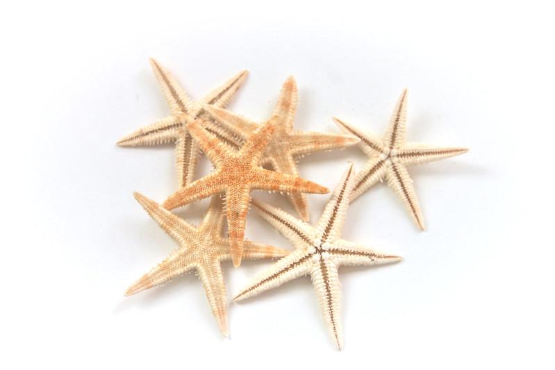 Starfish Natural 5-7cm