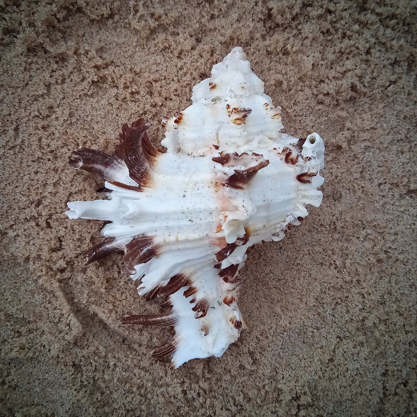Shells - Various types of Shells