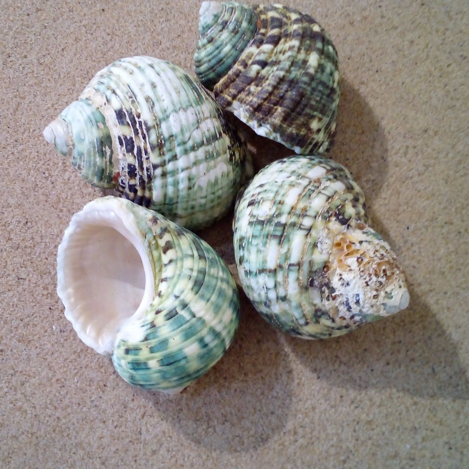 Shells - Various types of Shells