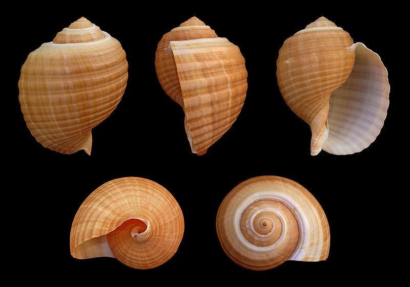 Tonna Shell XL 12.5 - 15cm
