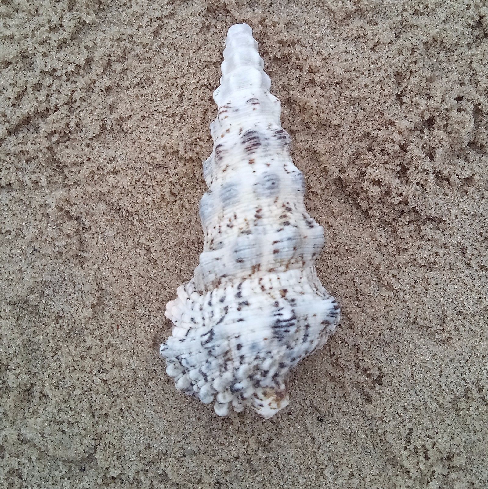 Shells - Various types of Shells
