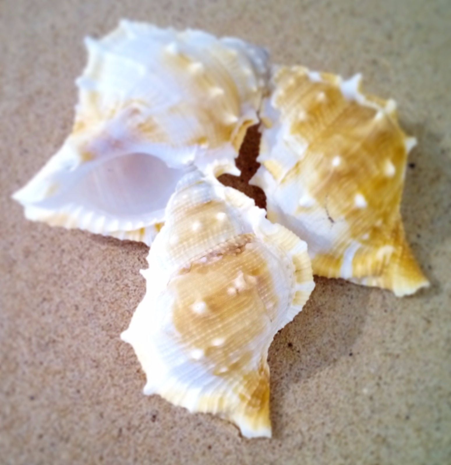 Shells - Various types of Shells