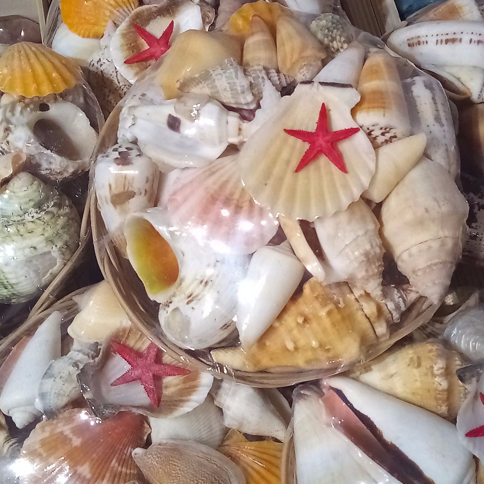 Shell Mix Basket 4"