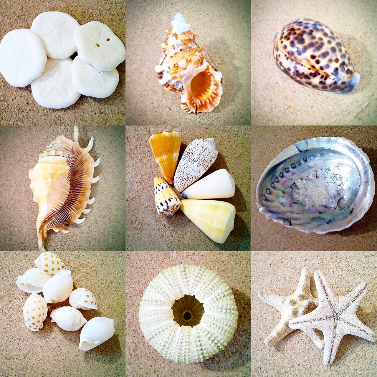 Shells - Various types of Shells