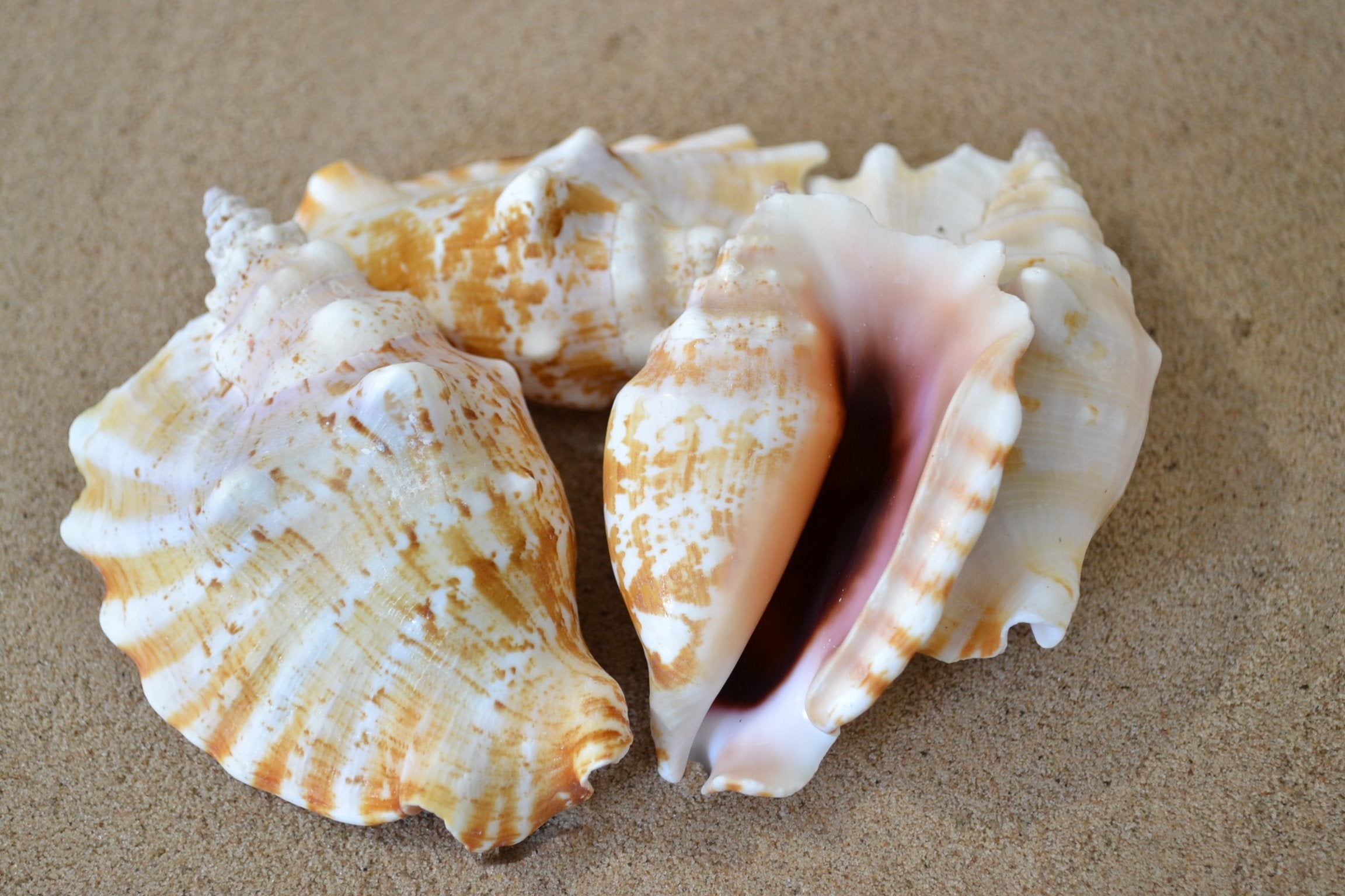 Conch Fan 6 - 10cm