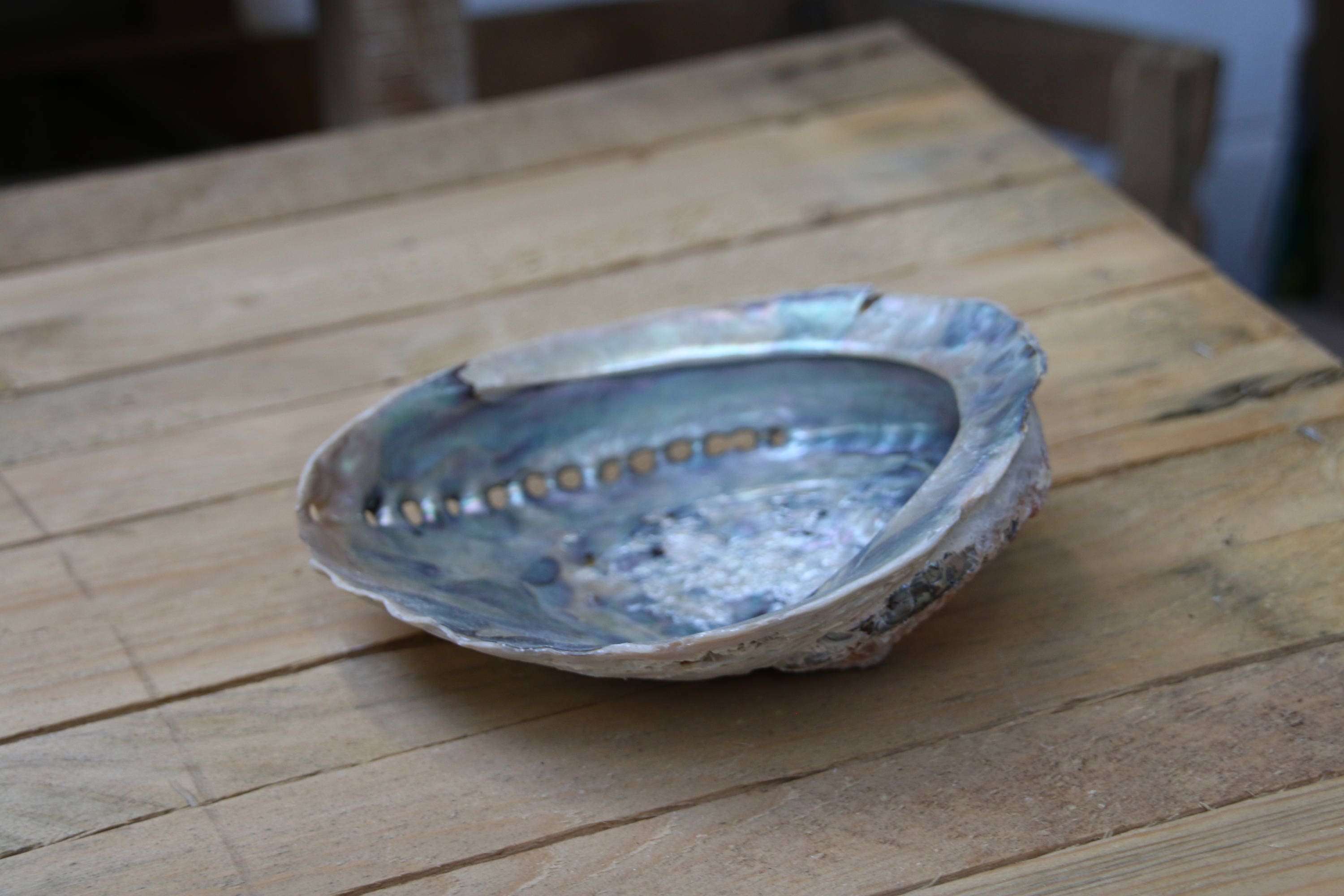 Extra Large Abalone Shell 16cm+