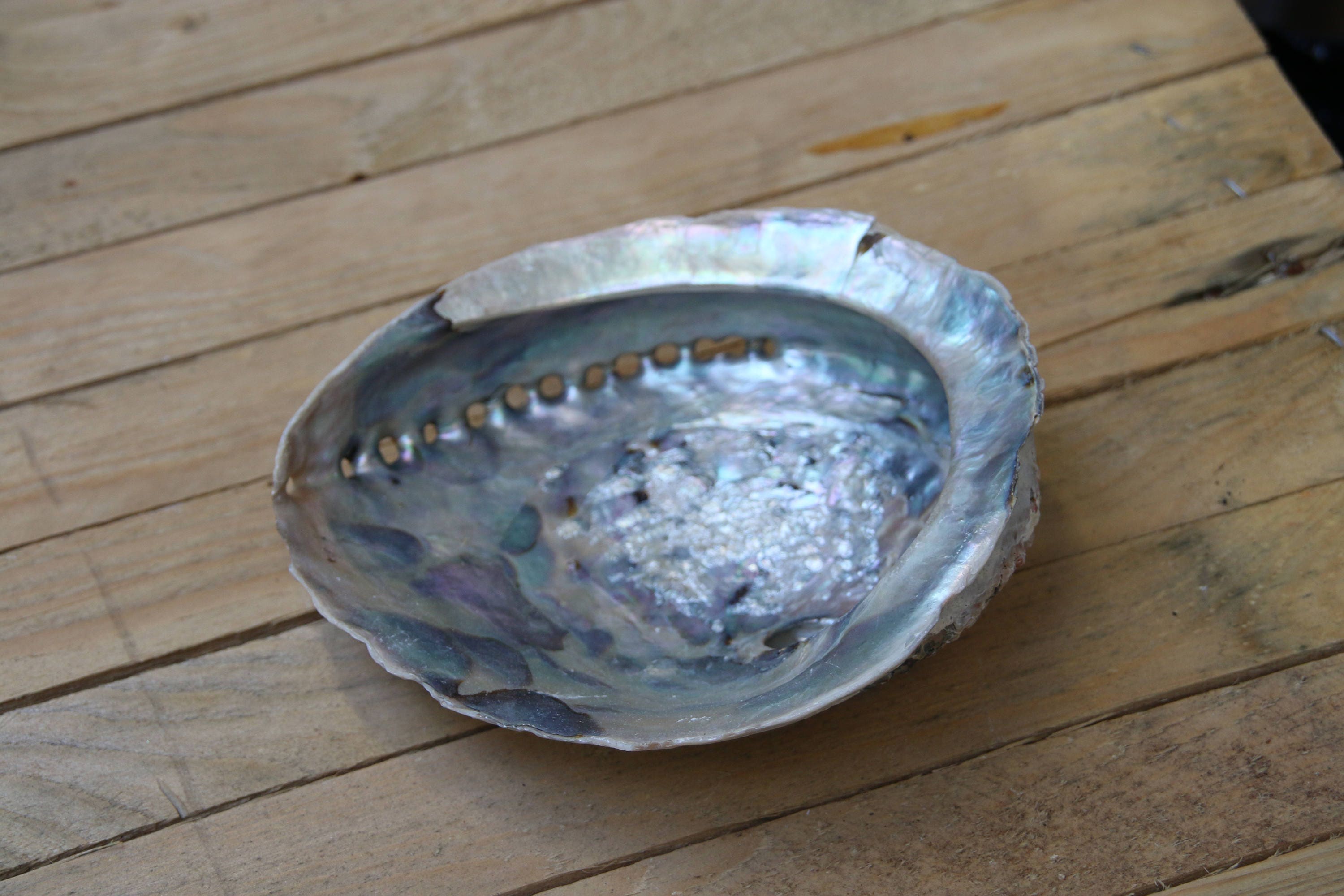 Extra Large Abalone Shell 16cm+