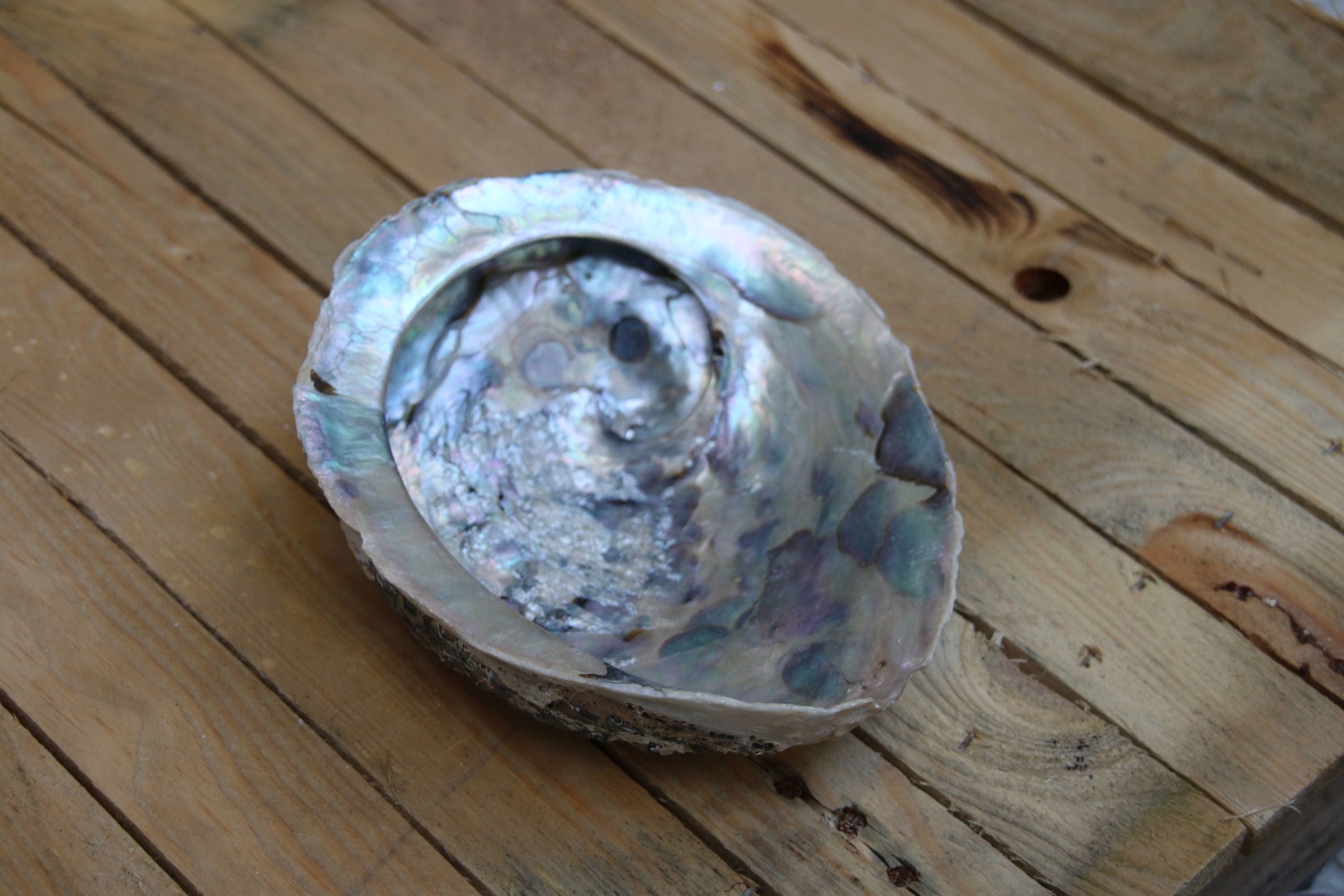 Extra Large Abalone Shell 16cm+