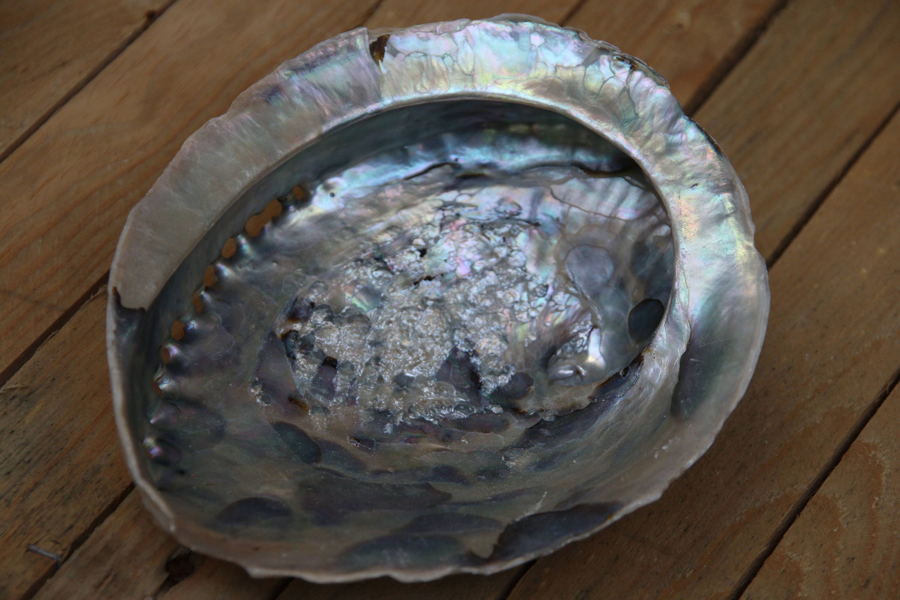 Extra Large Abalone Shell 16cm+