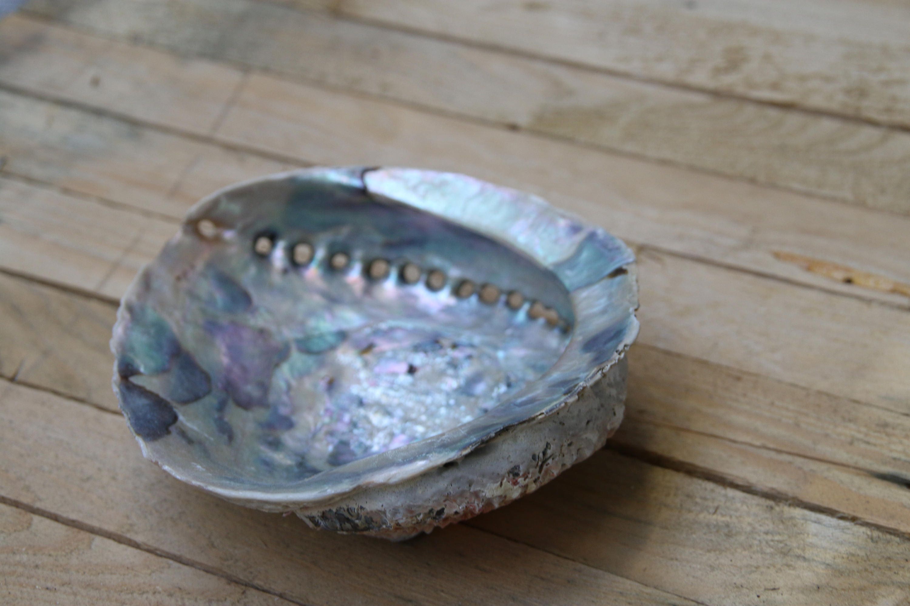 Extra Large Abalone Shell 16cm+