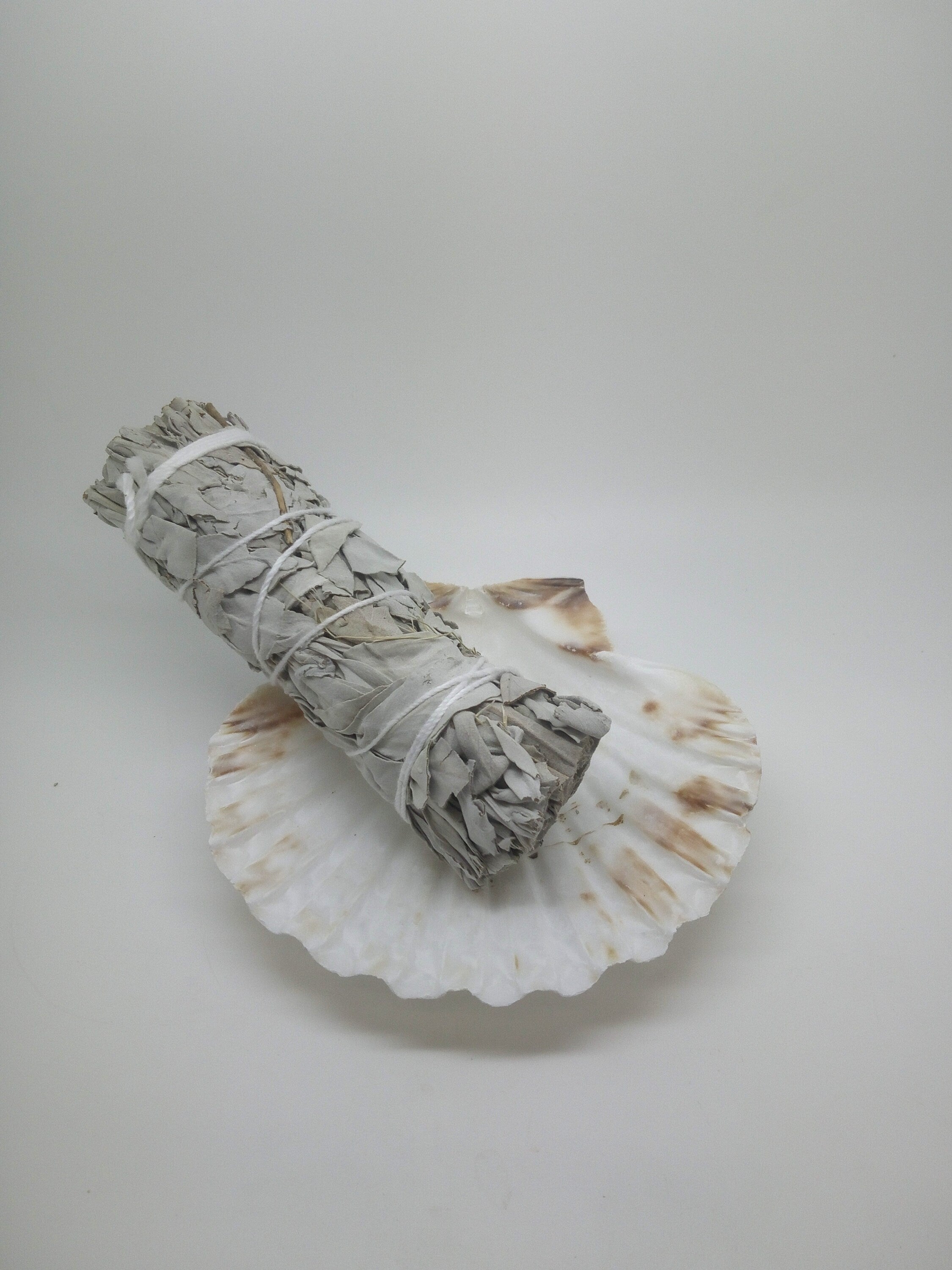 White Sage Spirit Smudge Stick 4" & Atlantic Scallop Shell 4" Set, Crystal Cleaning and House Cleansing Kit