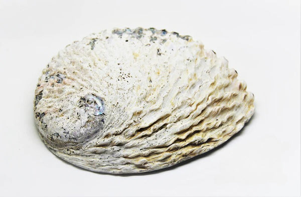 Large Abalone Shell | Sustainably Sourced | Natural