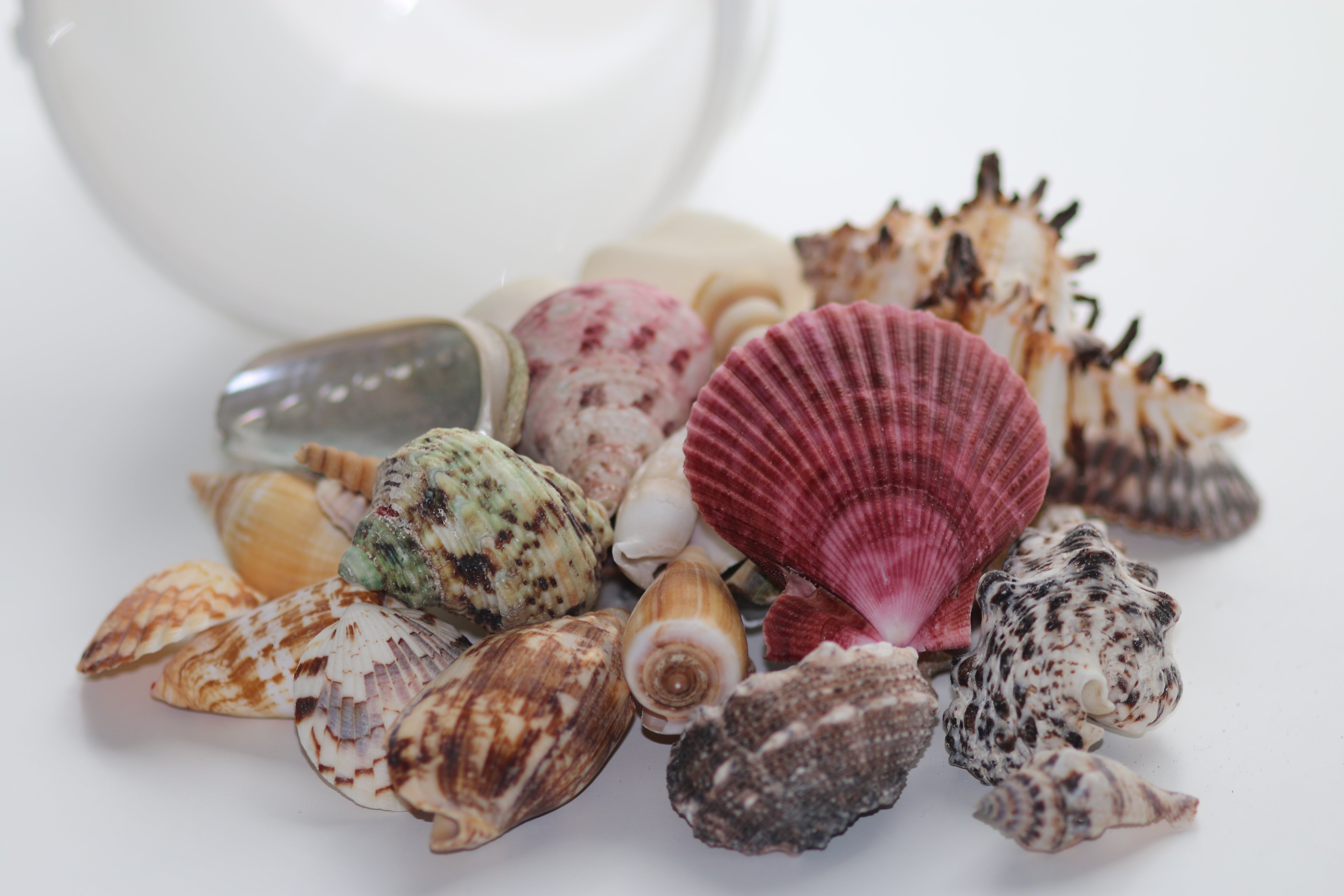 Mixed Sea Shells 450g Large Shells