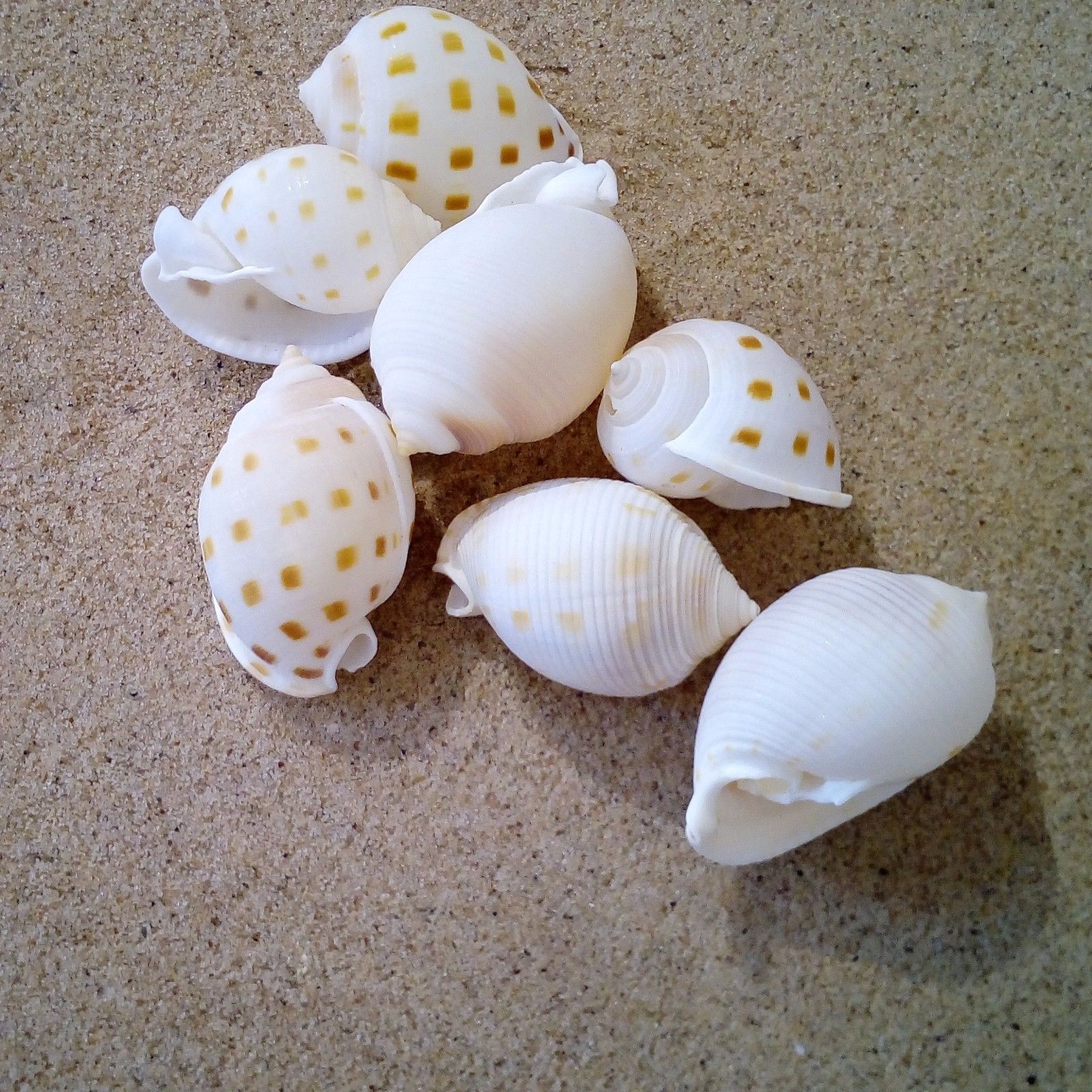 Shells - Various types of Shells