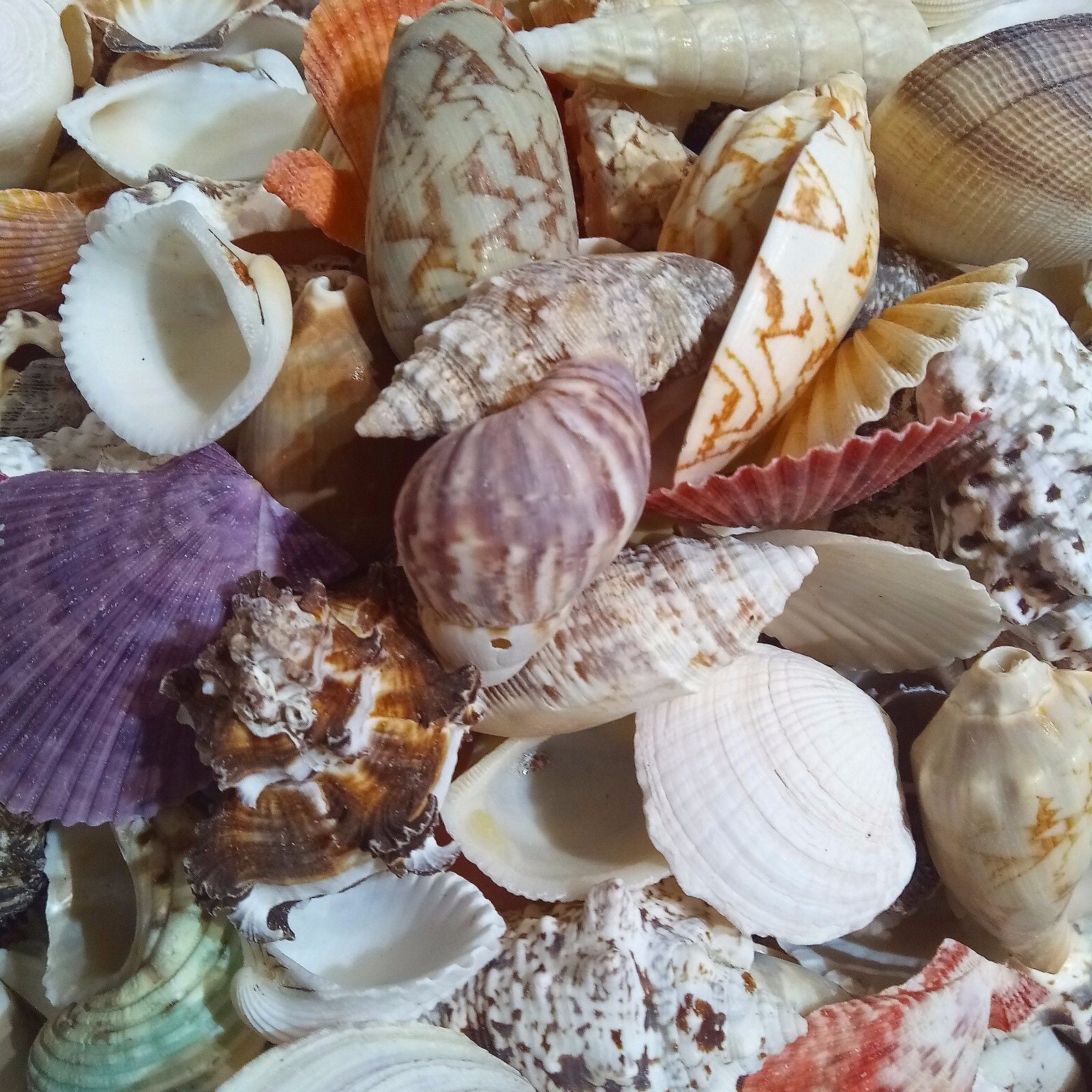 Mixed Shells 4 - 12cm 200g