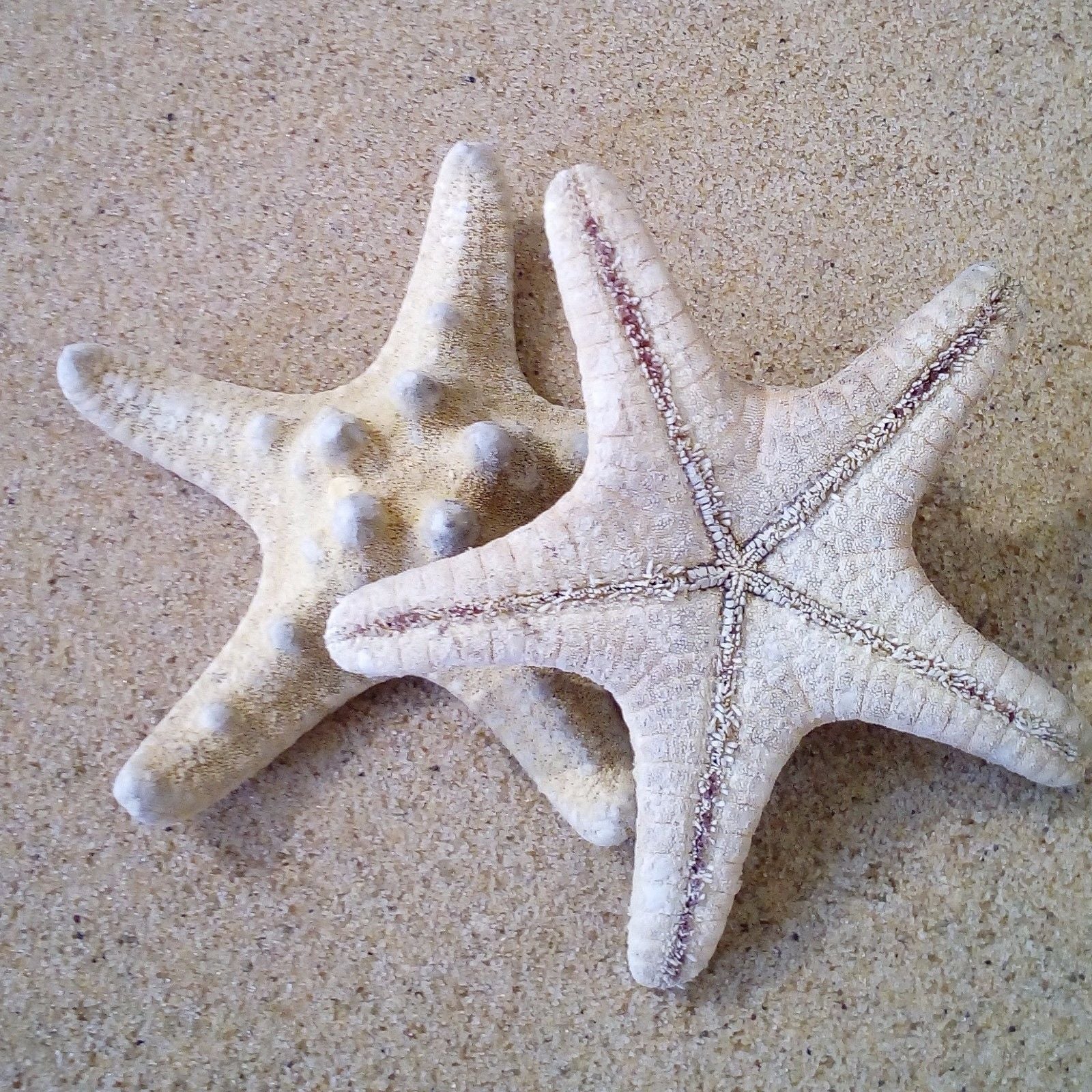 Starfish Knobbly 5 - 7.5cm