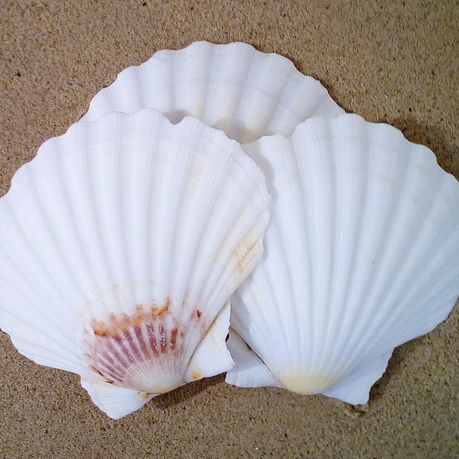 Shells - Various types of Shells