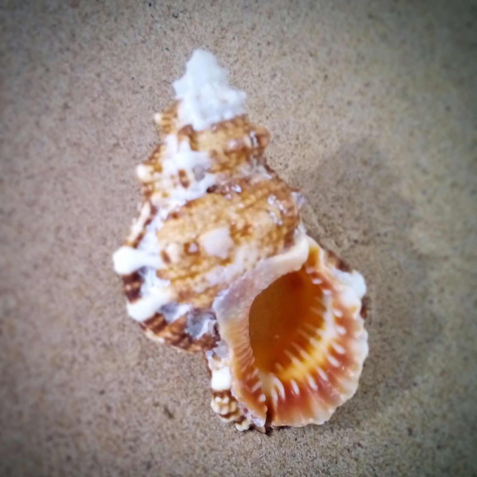 Coloured Pecten Noblis Pair