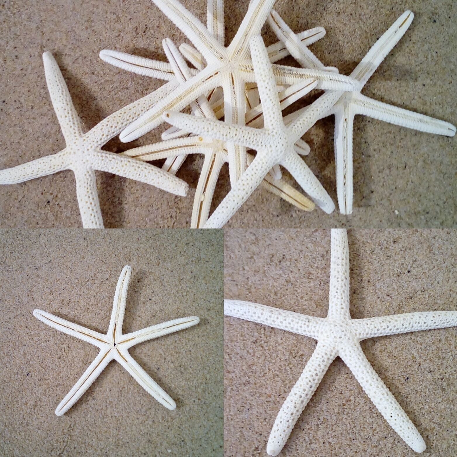 Starfish Bleached 5 - 10cm