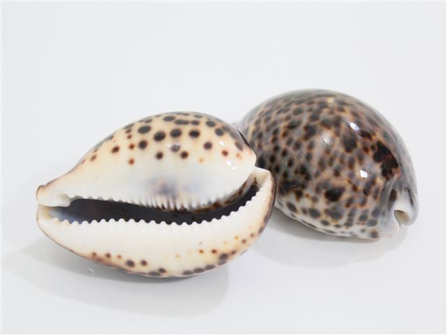 Shells - Various types of Shells