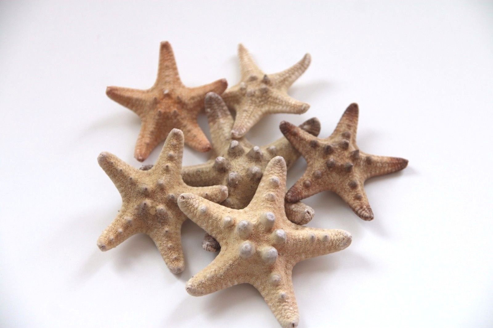 6x Knobbly Starfish