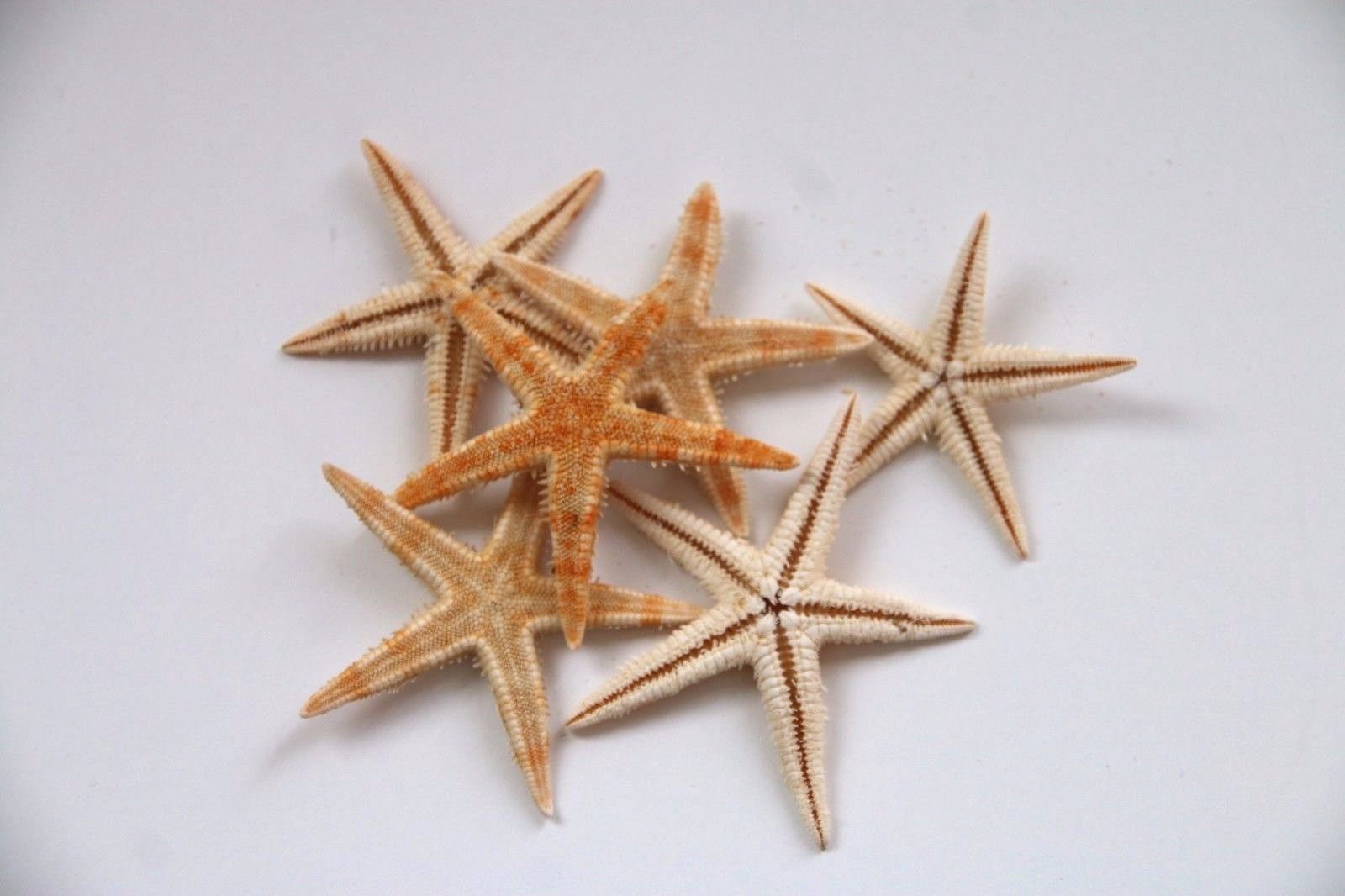 6x Natural Starfish