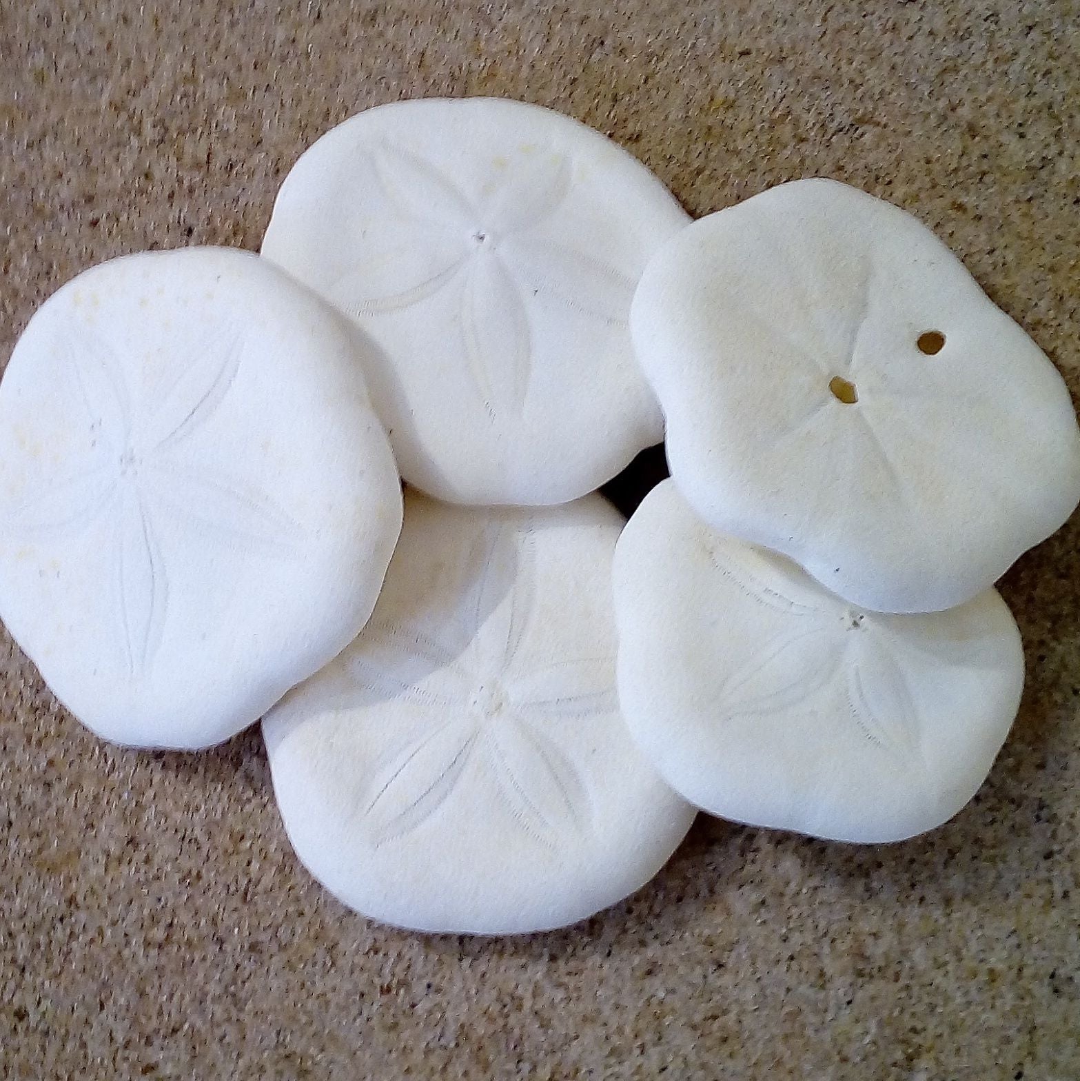 Sand Dollar 3 - 4 cm