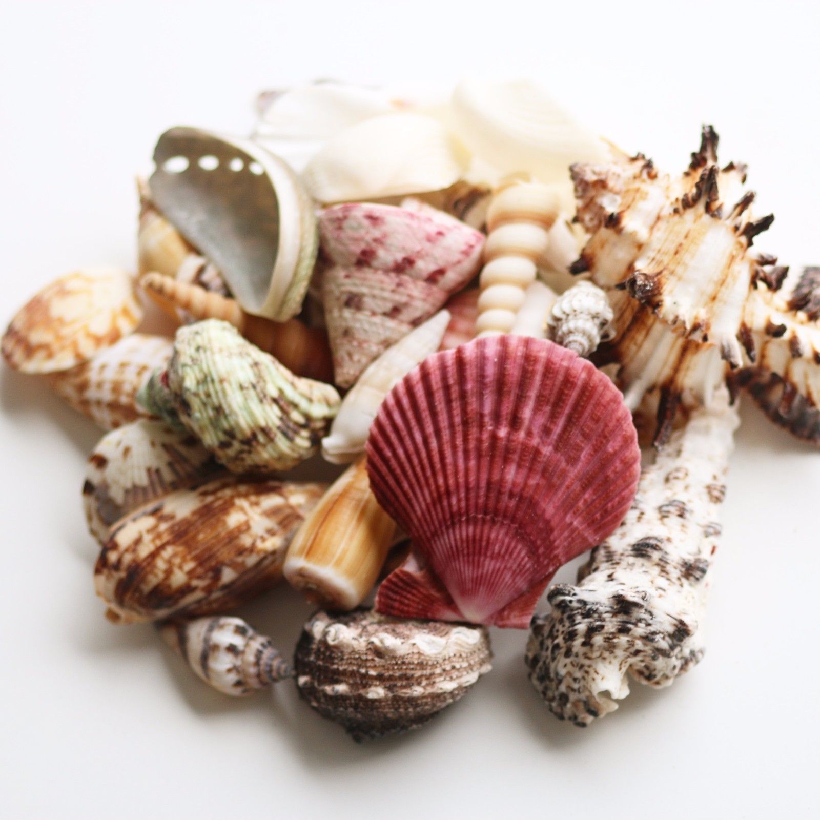 100g of Mixed Sized Sea Shells