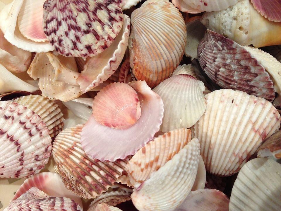 Mixed Shells 4 - 12cm 200g