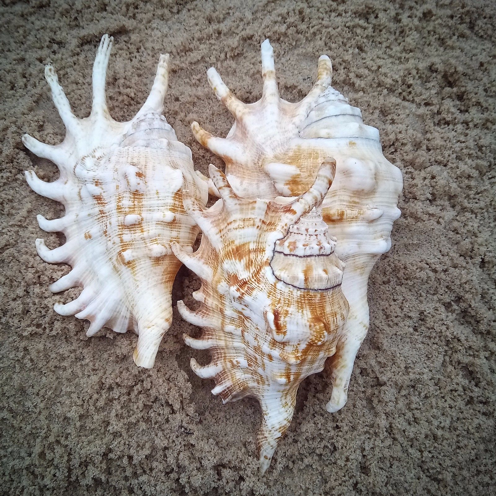 Shells - Various types of Shells