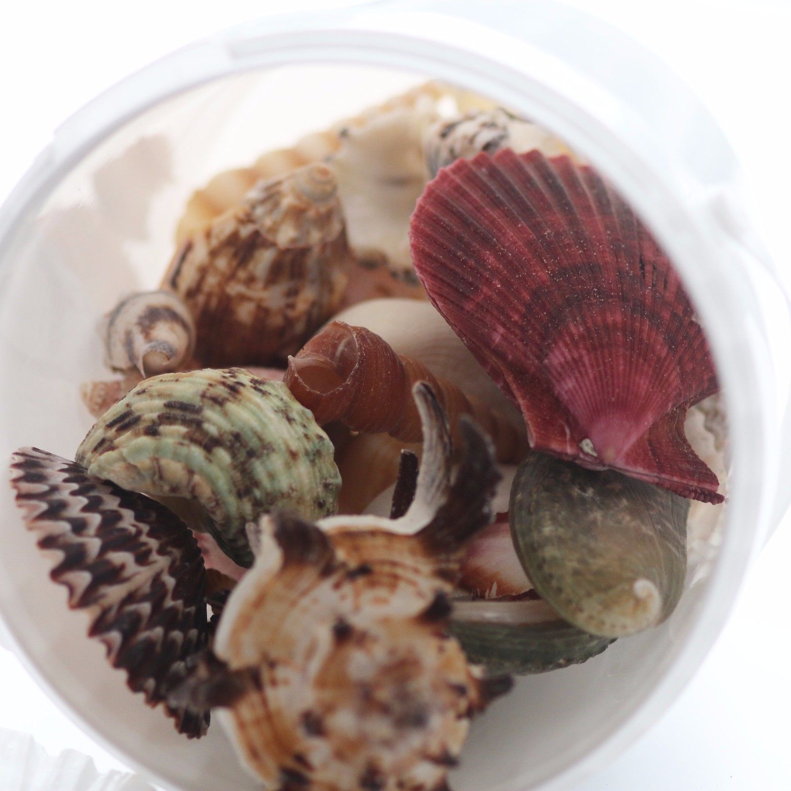 Mixed Sea Shells 100g Sm-Lg