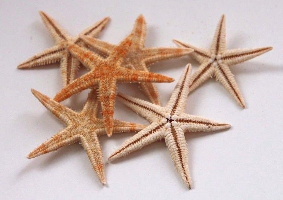 6x Natural Starfish