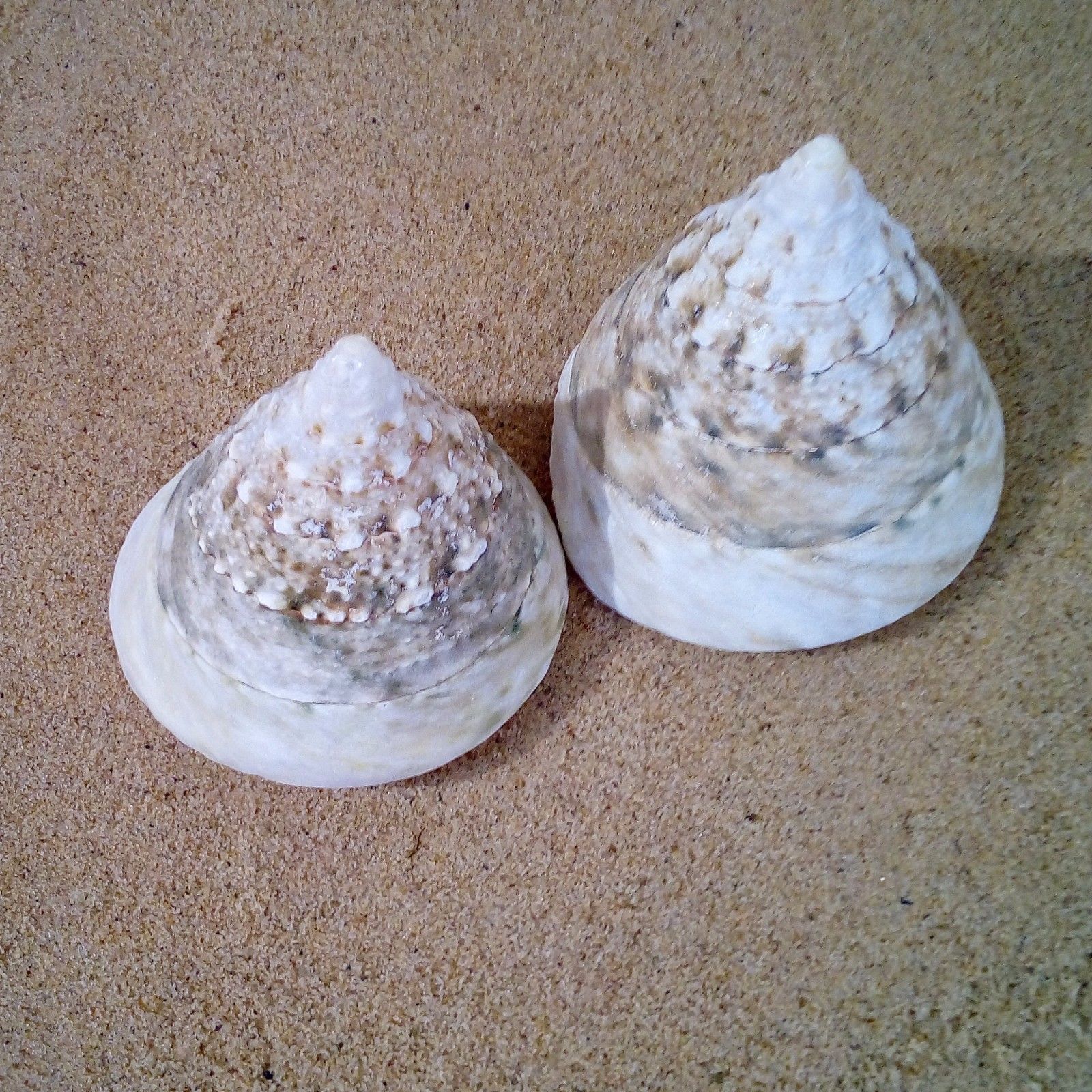 Shells - Various types of Shells