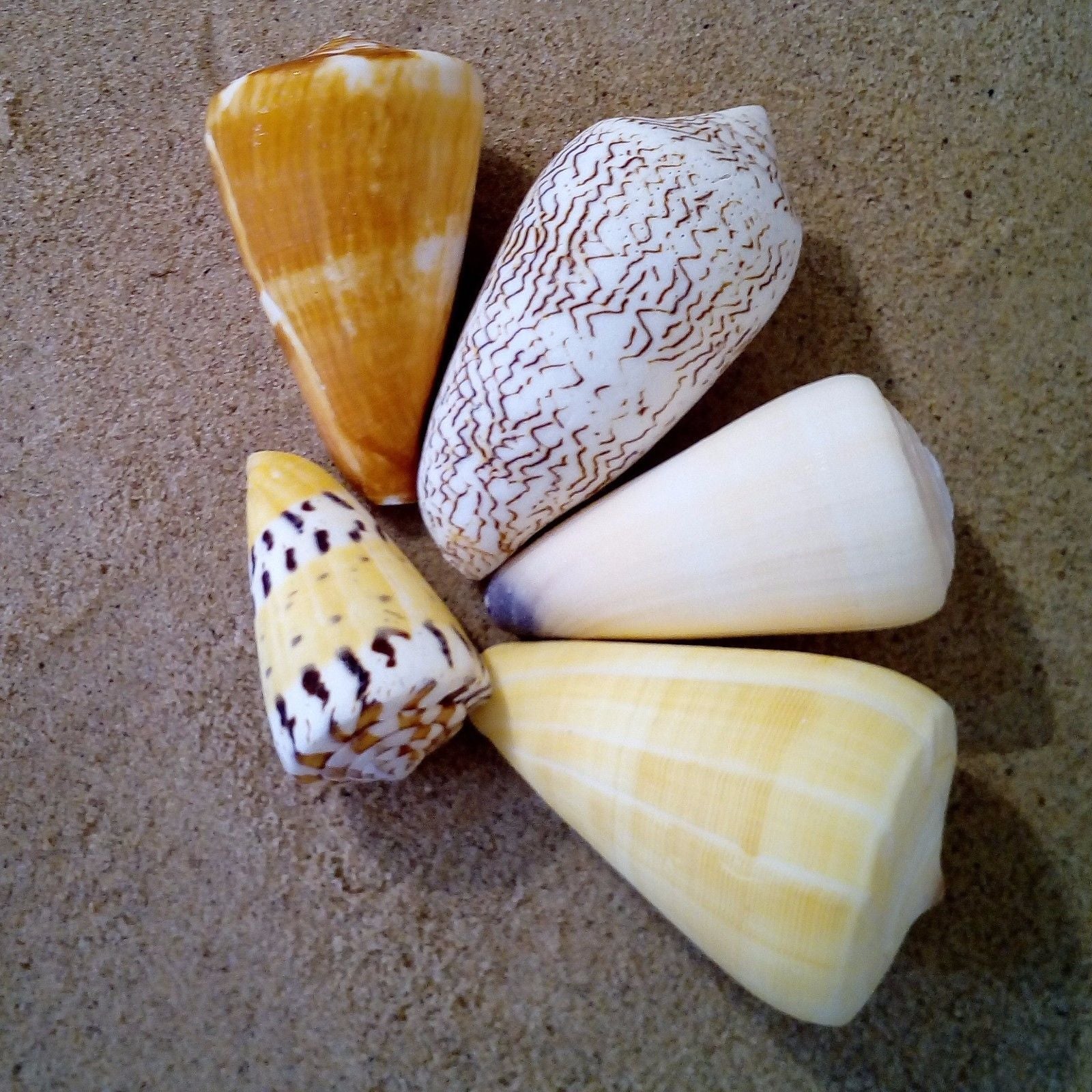 Assorted Cone 5 - 7.5cm