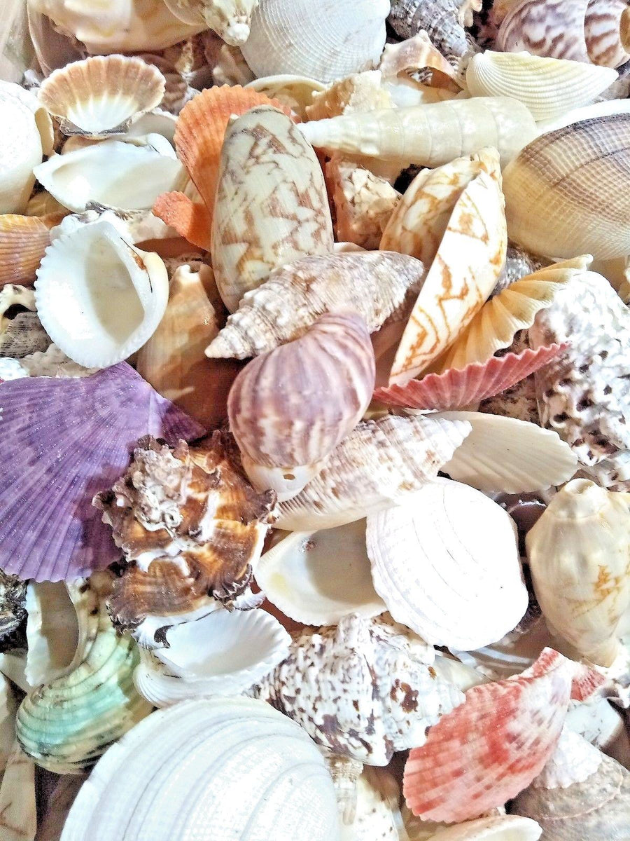 Mixed Sea Shells 450g Large Shells – CraftMoor®
