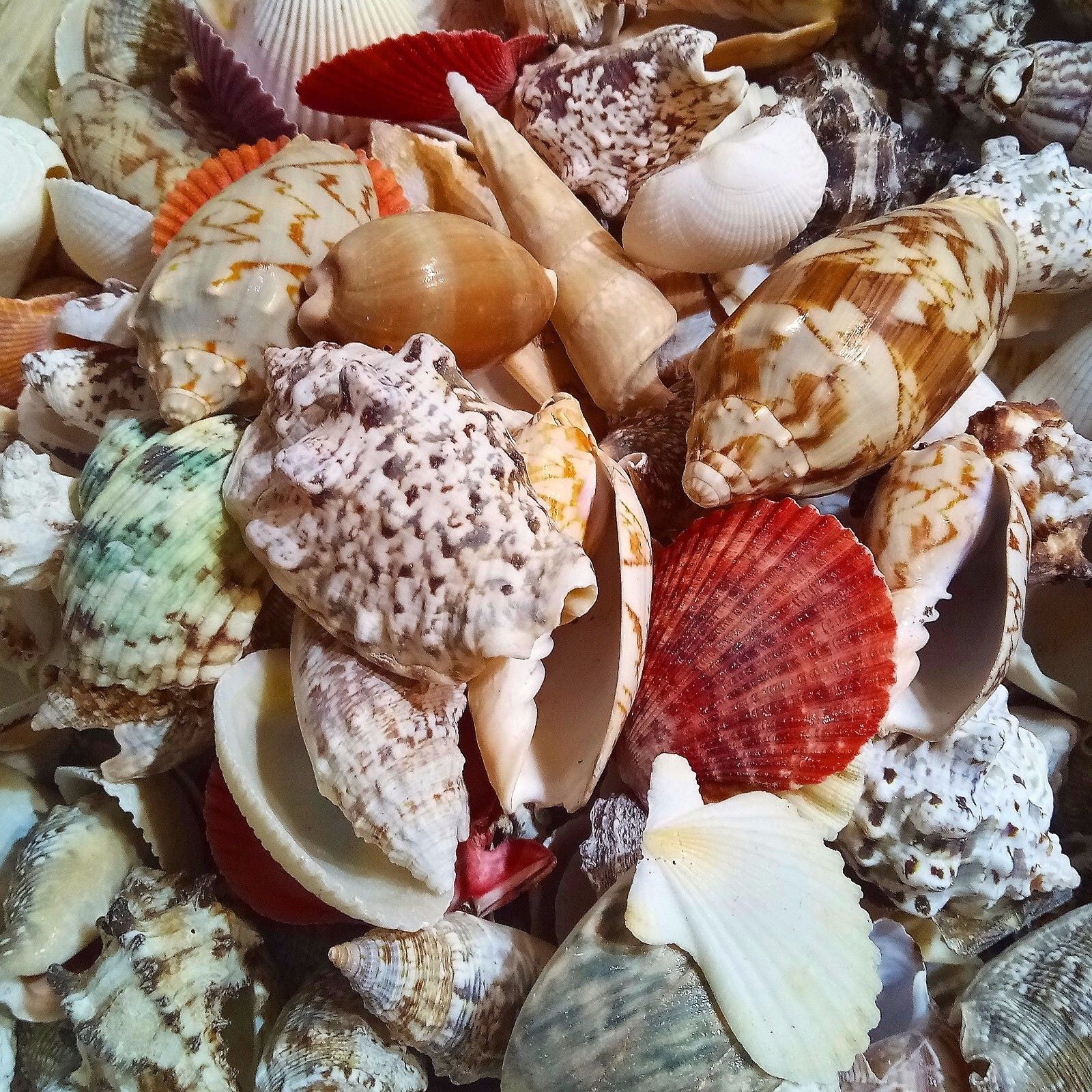 Shell Mix 4 - 12cm 500g