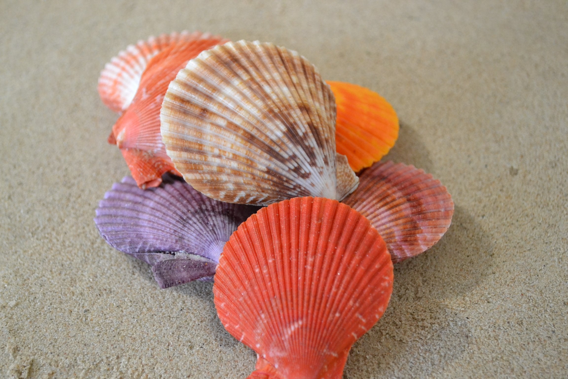 Coloured Pecten Noblis Pair