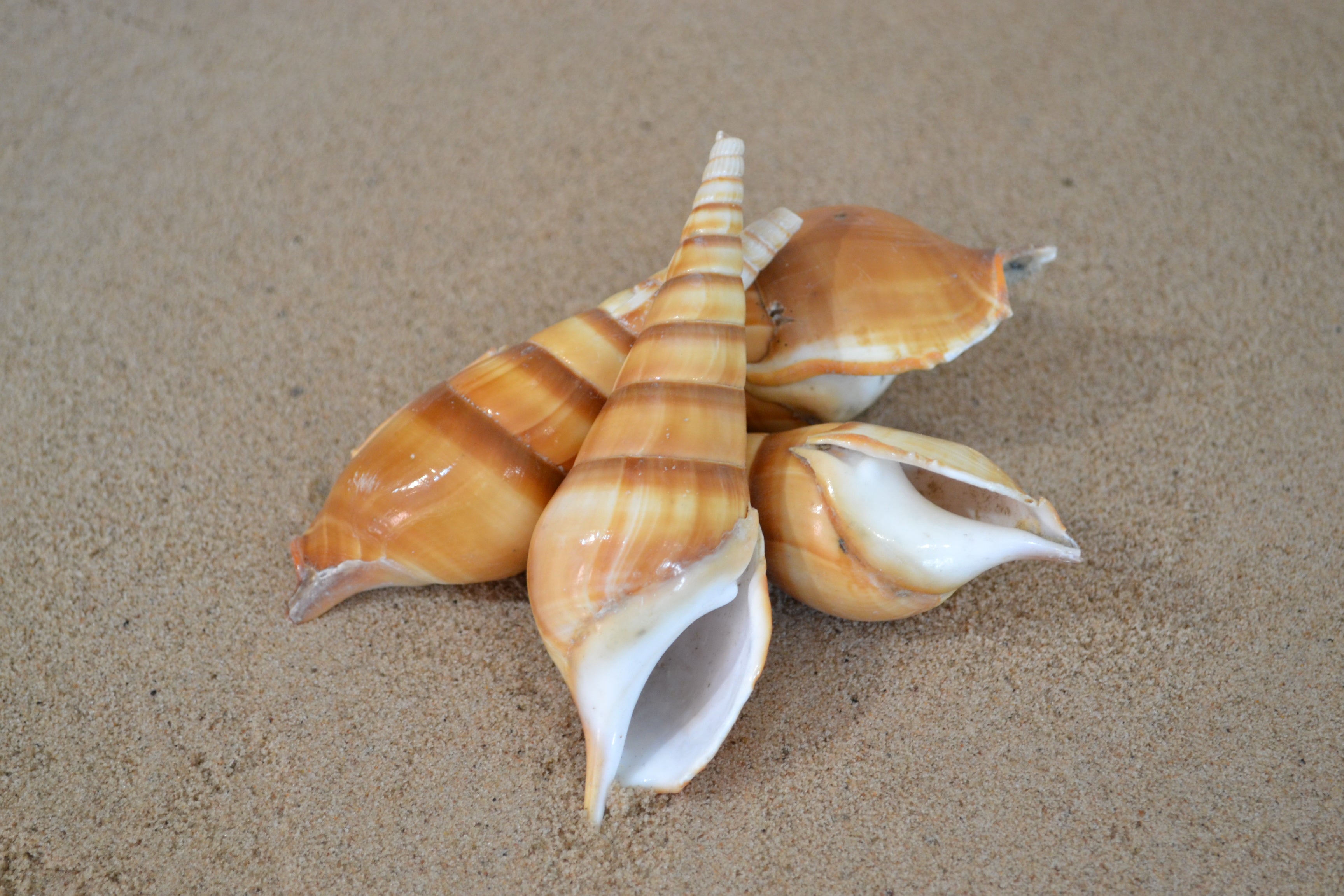 Shells - Various types of Shells