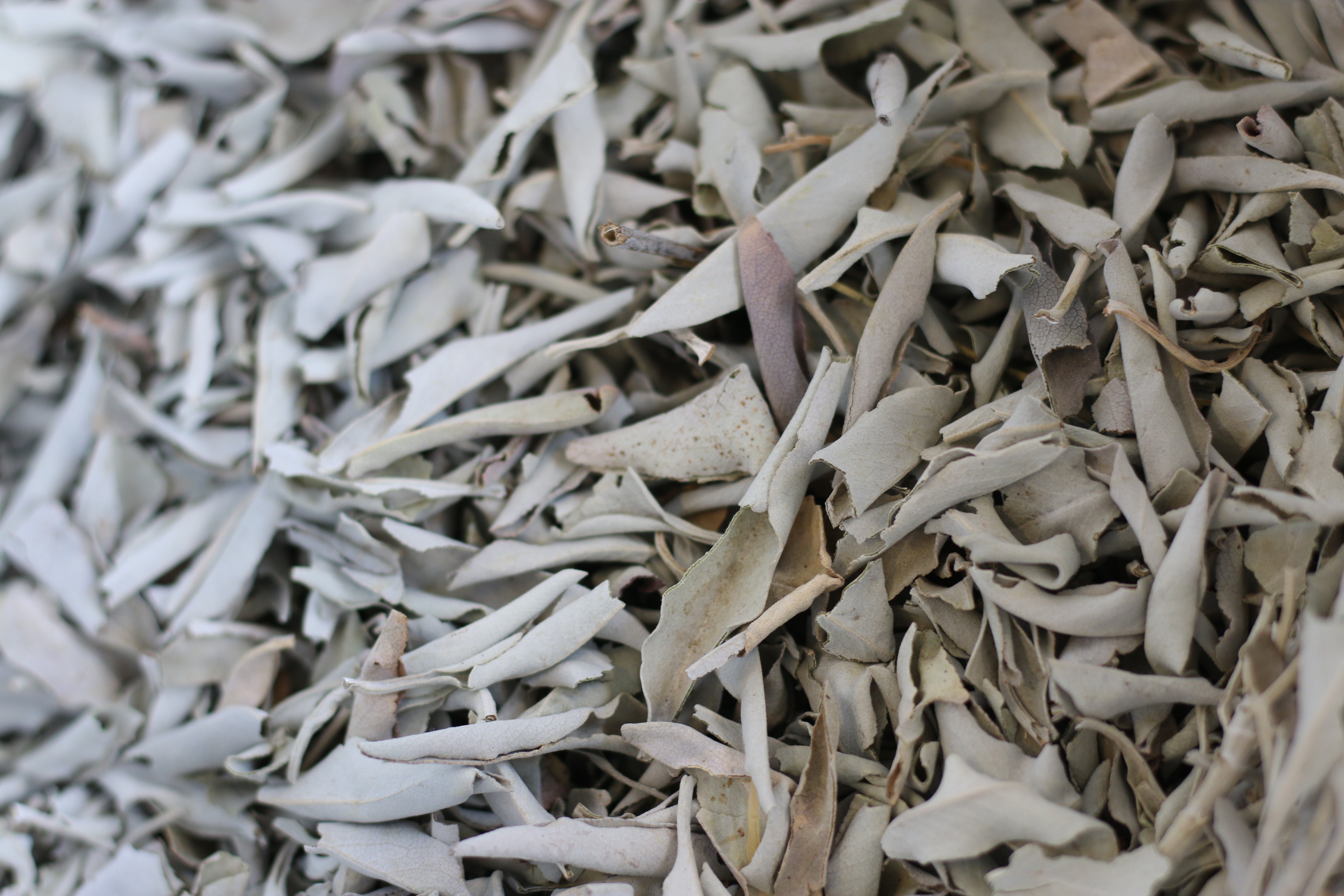 Loose White Sage Leaves - Craftmoor