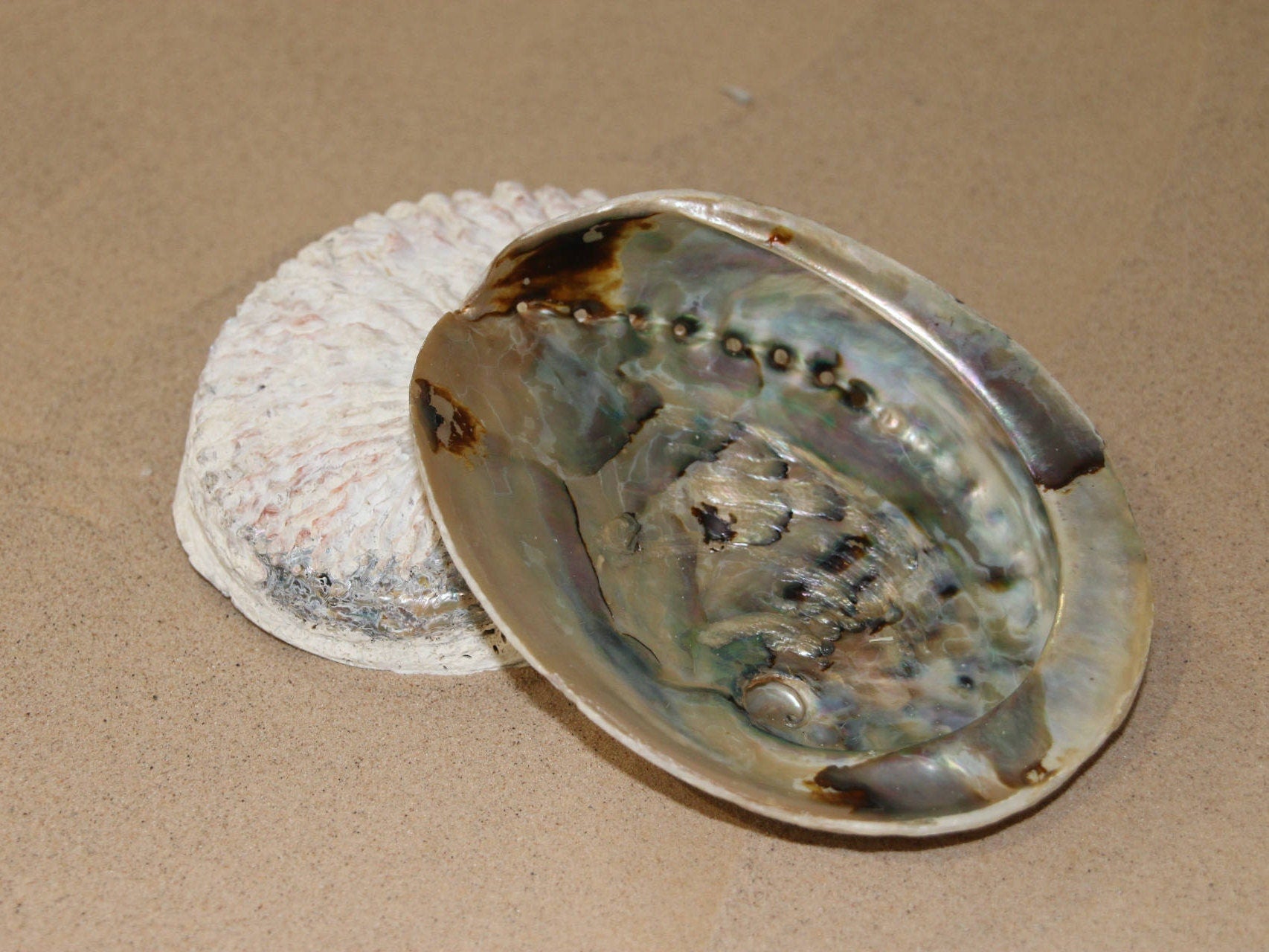 Extra Large Abalone Shell 16cm+