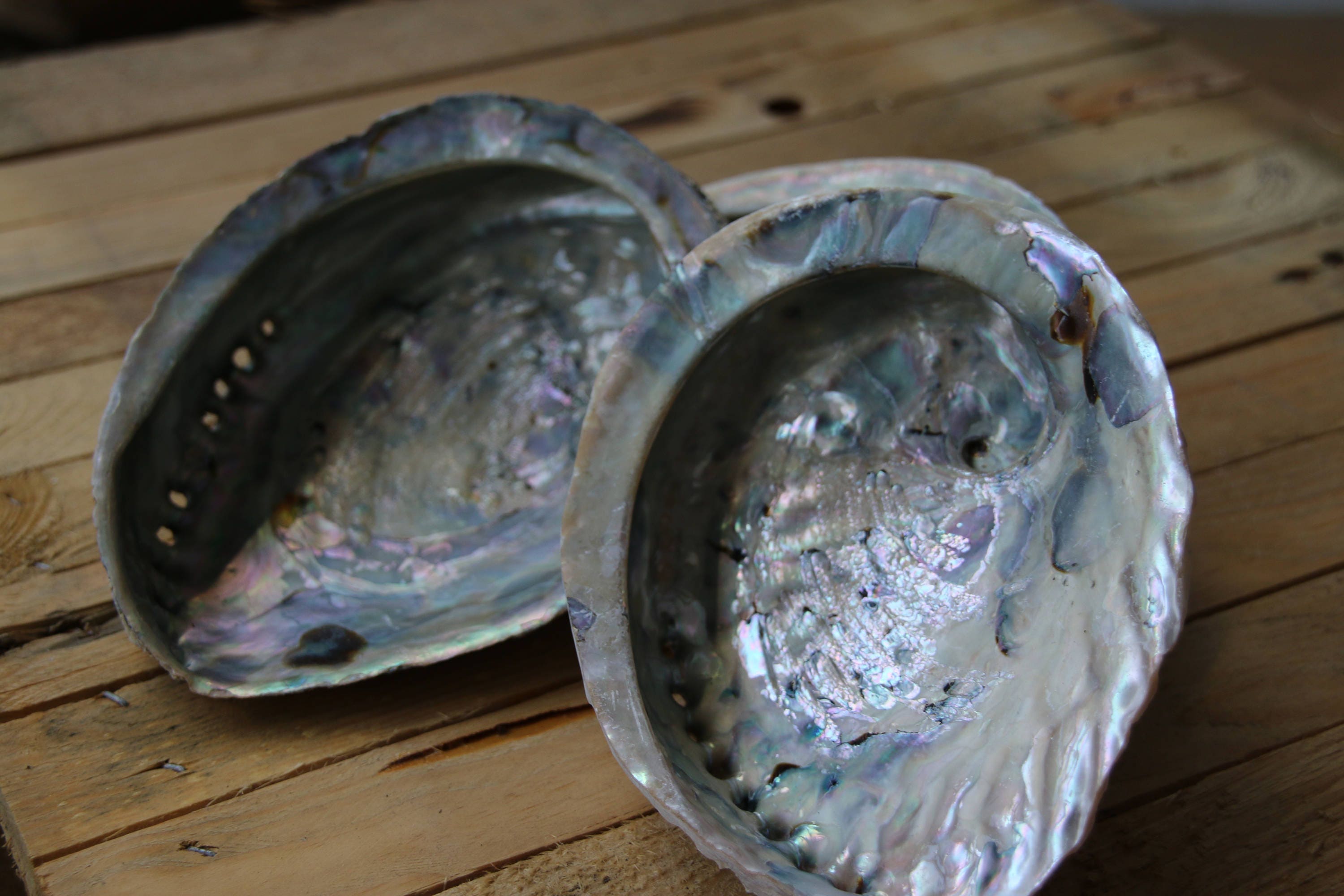 Extra Large Abalone Shell 16cm+