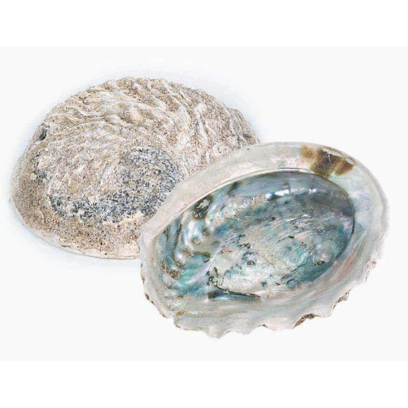 Abalone Shell Medium 11-13cm