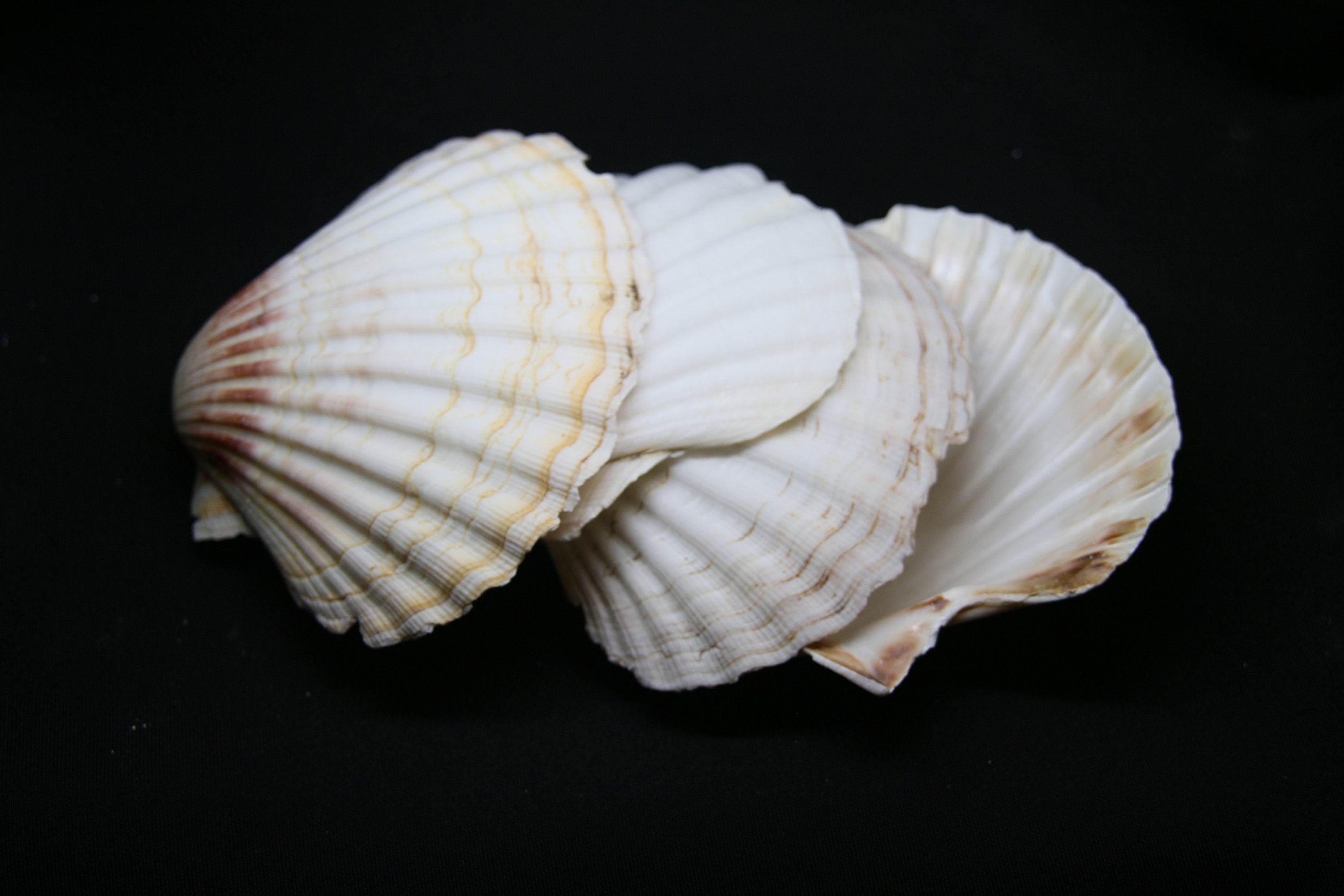 Scallop Shells Cleaned Natural Large UK Scallop Shell 10cm+ Yellow, Orange & Purple Markings - 1, 2, 6, 12, 24, 48, 100