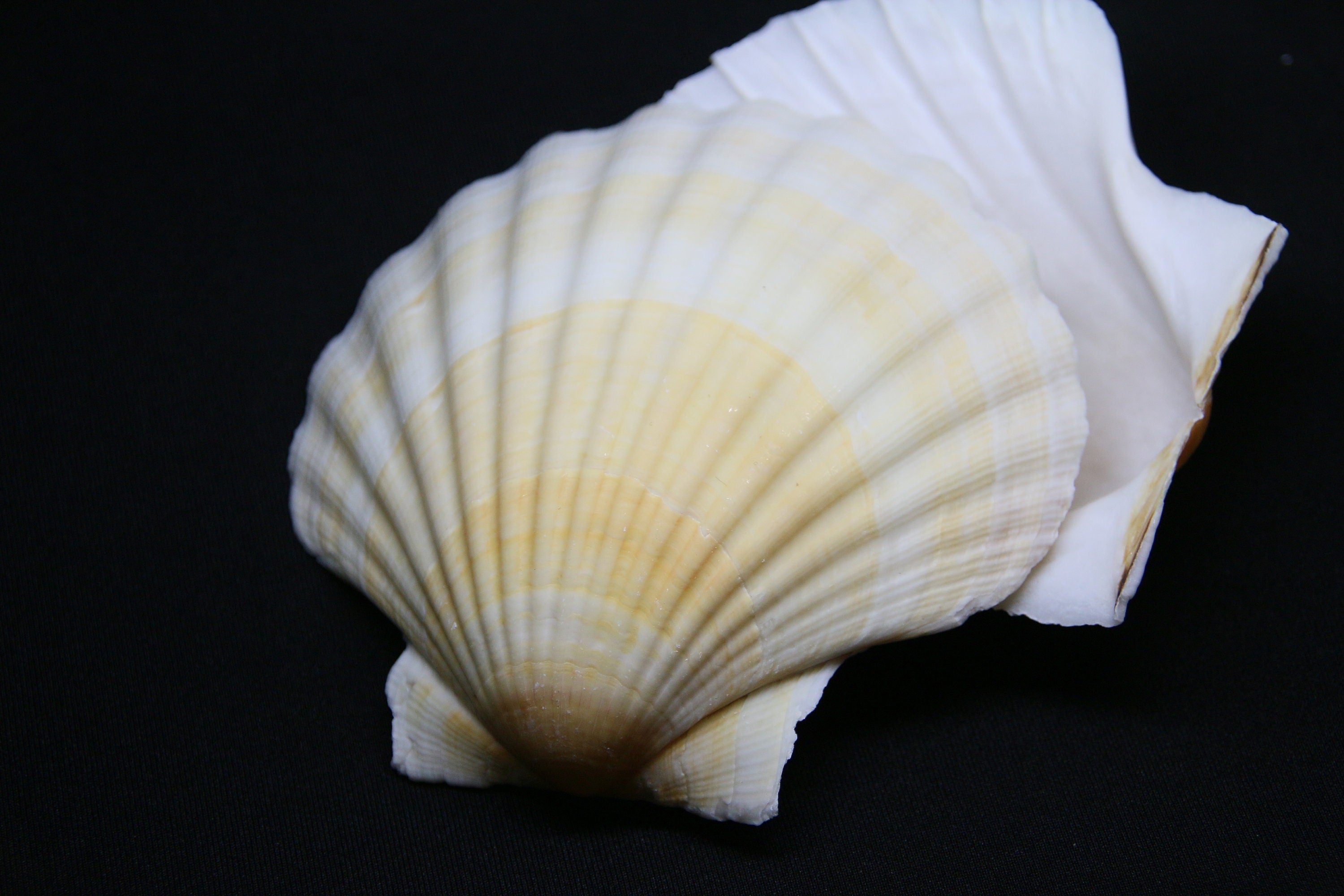 Scallop Shells Cleaned Natural Large UK Scallop Shell 10cm+ Yellow, Orange & Purple Markings - 1, 2, 6, 12, 24, 48, 100