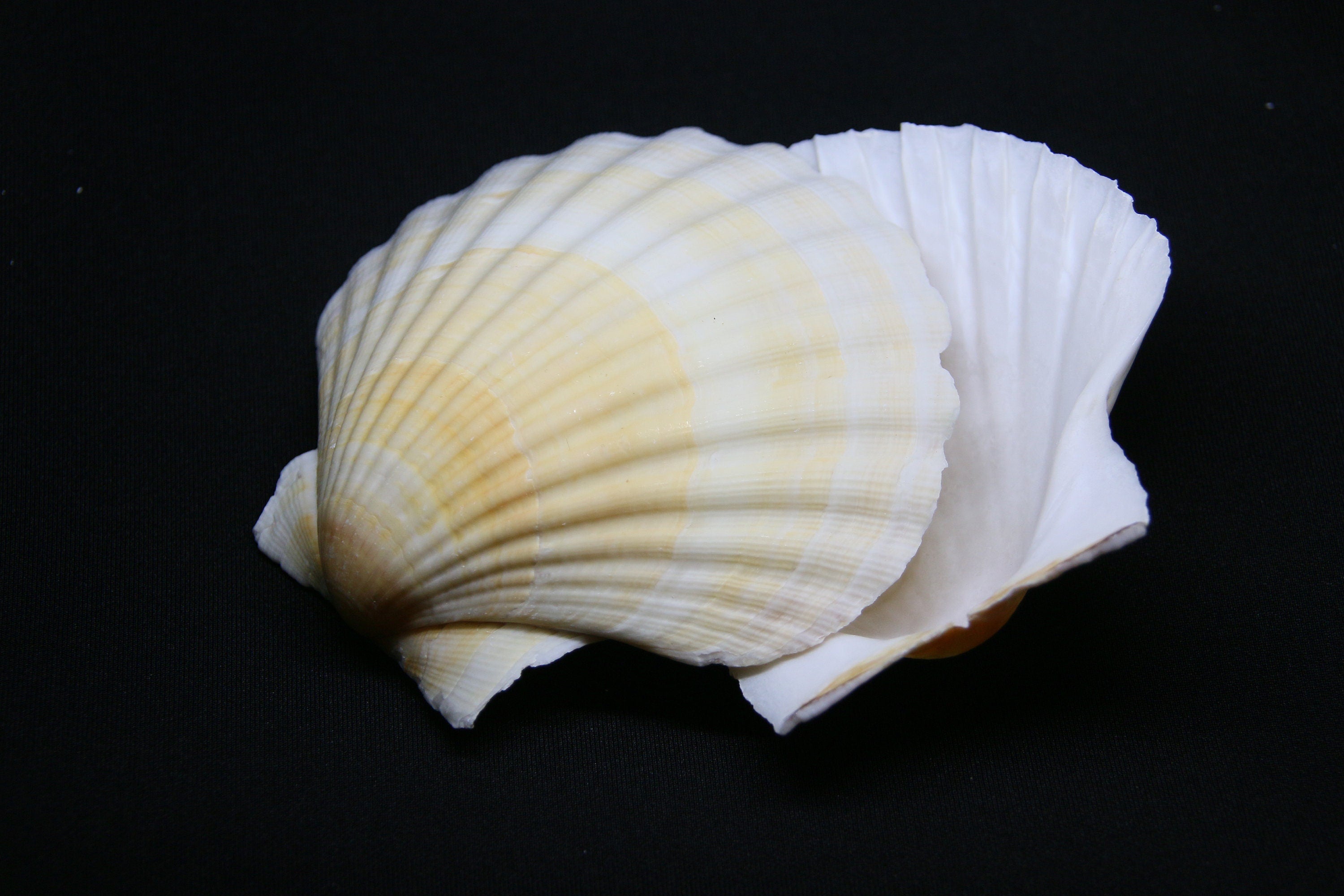 Scallop Shells Cleaned Natural Large UK Scallop Shell 10cm+ Yellow, Orange & Purple Markings - 1, 2, 6, 12, 24, 48, 100