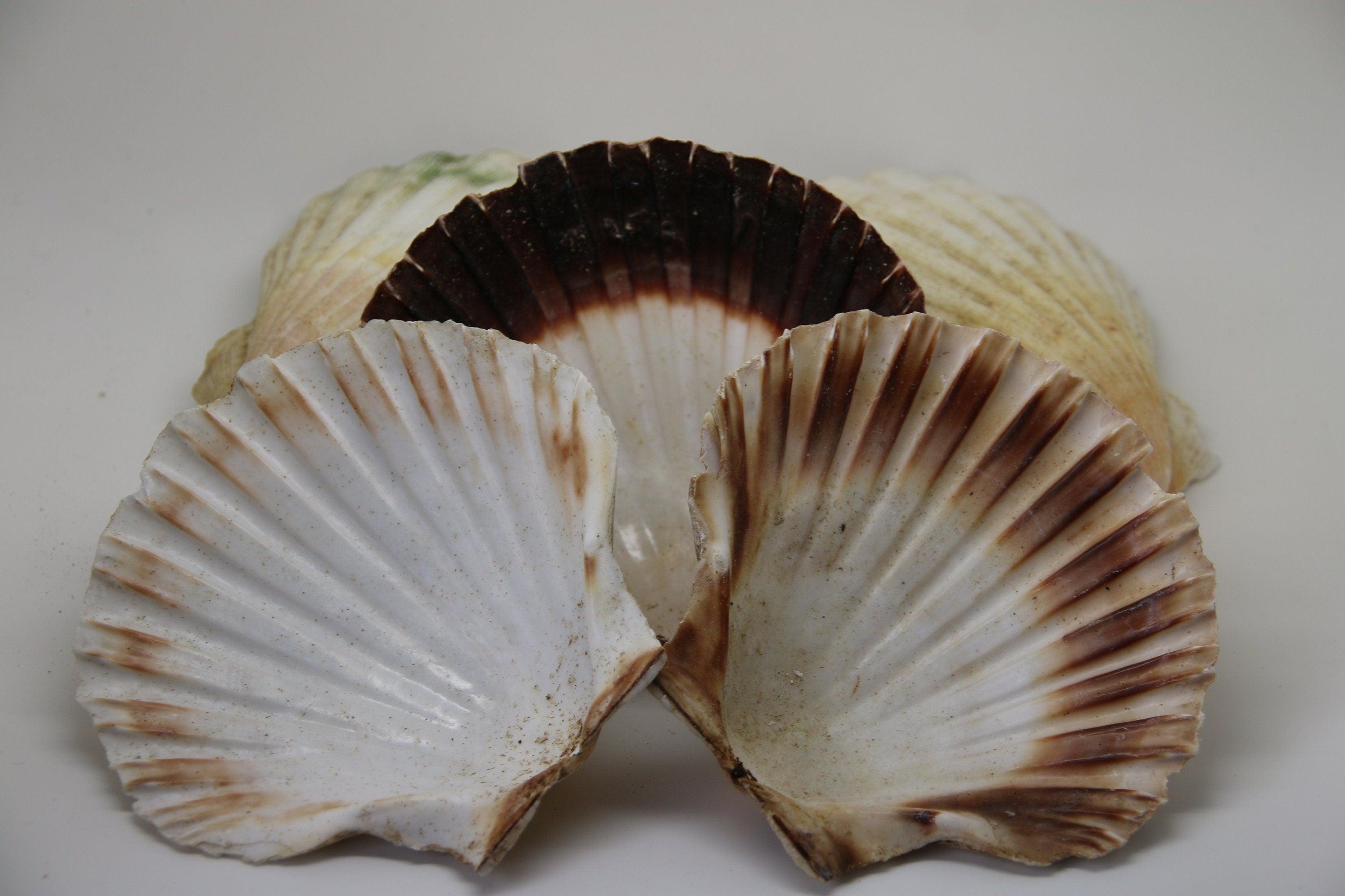 Sea Washed Scallop Shells 11cm-14cm+