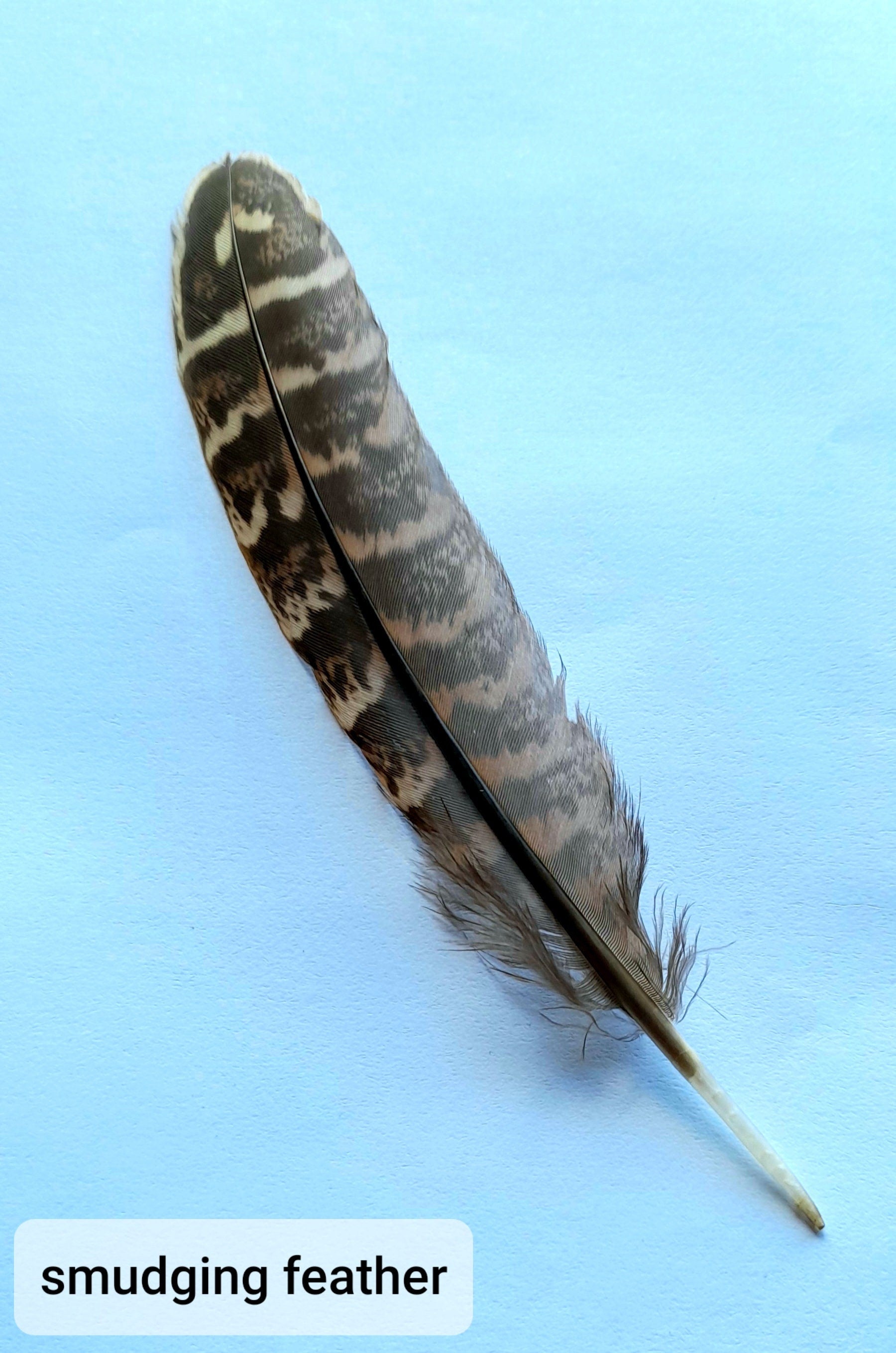 Smudging Feather - 11-13cm Long Wild Turkey Feather