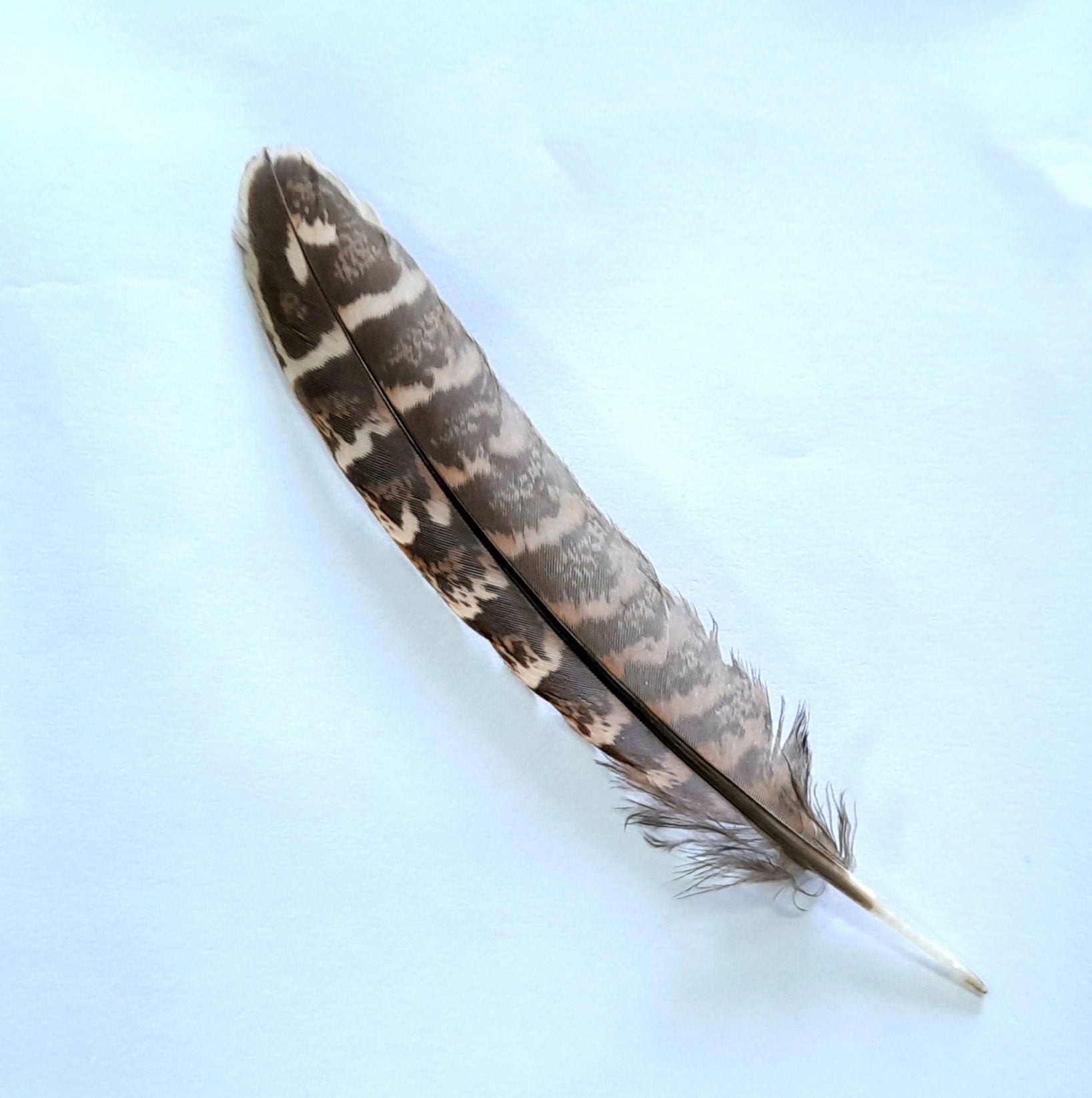 Smudging Feather - 11-13cm Long Wild Turkey Feather