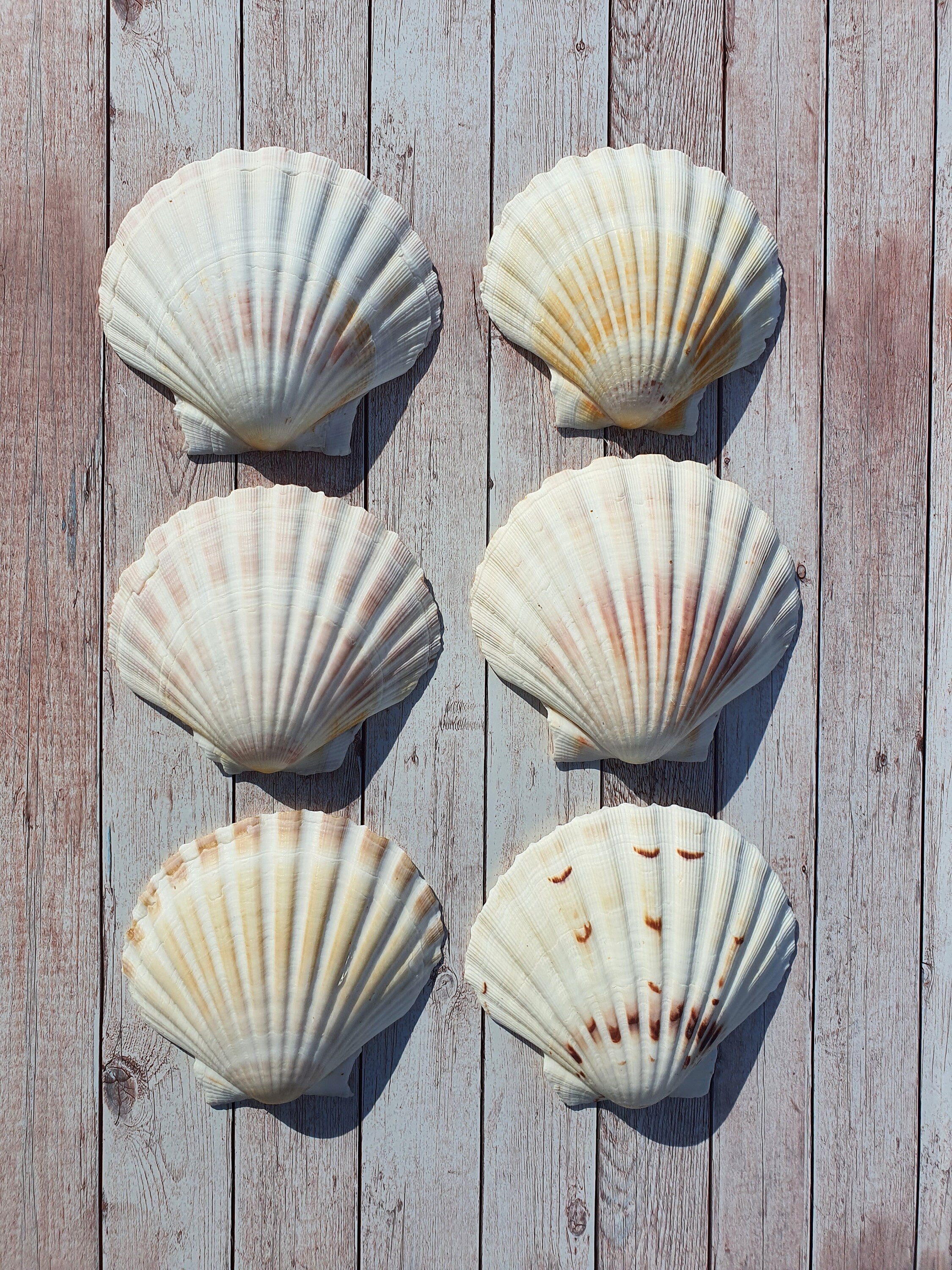 Scallop Shells Large UK Washed White Natural Scallop Shell 10-12cm - 12, 24, 48, 100