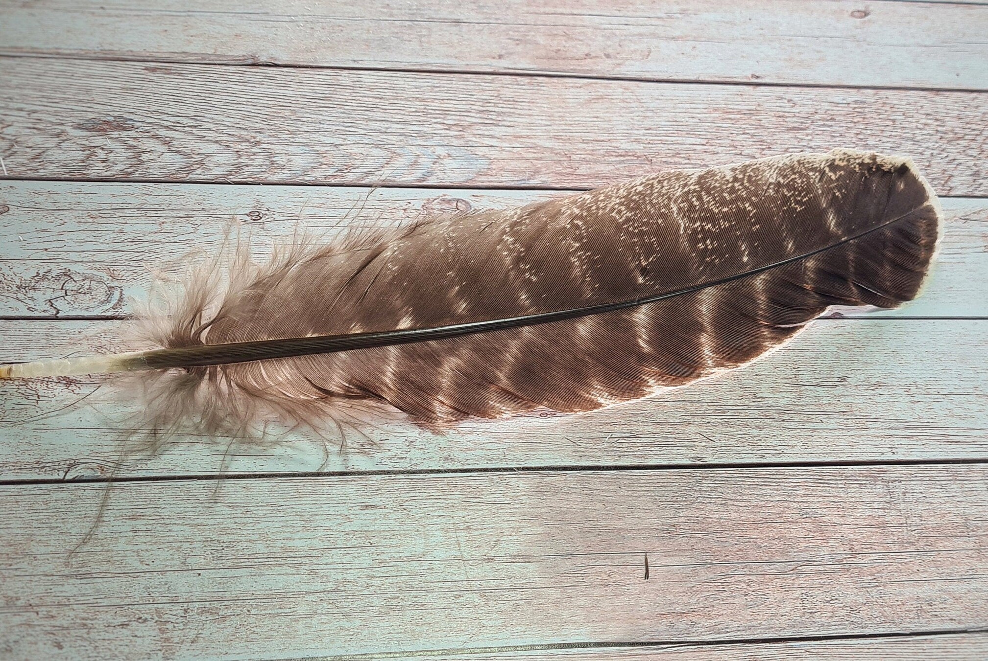 Smudging Feather - Large - Wild Turkey/Pheasant